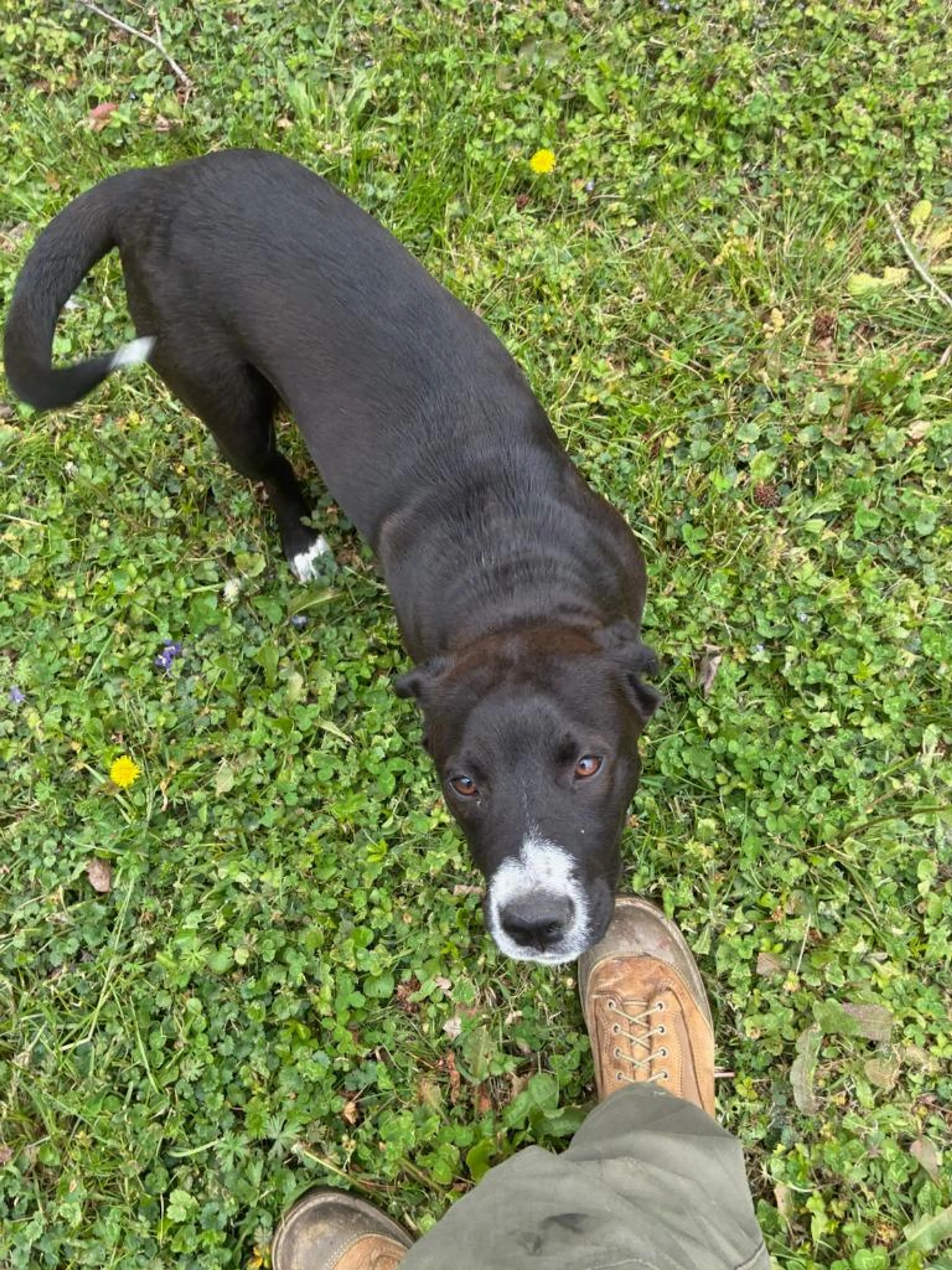 Found pet-0