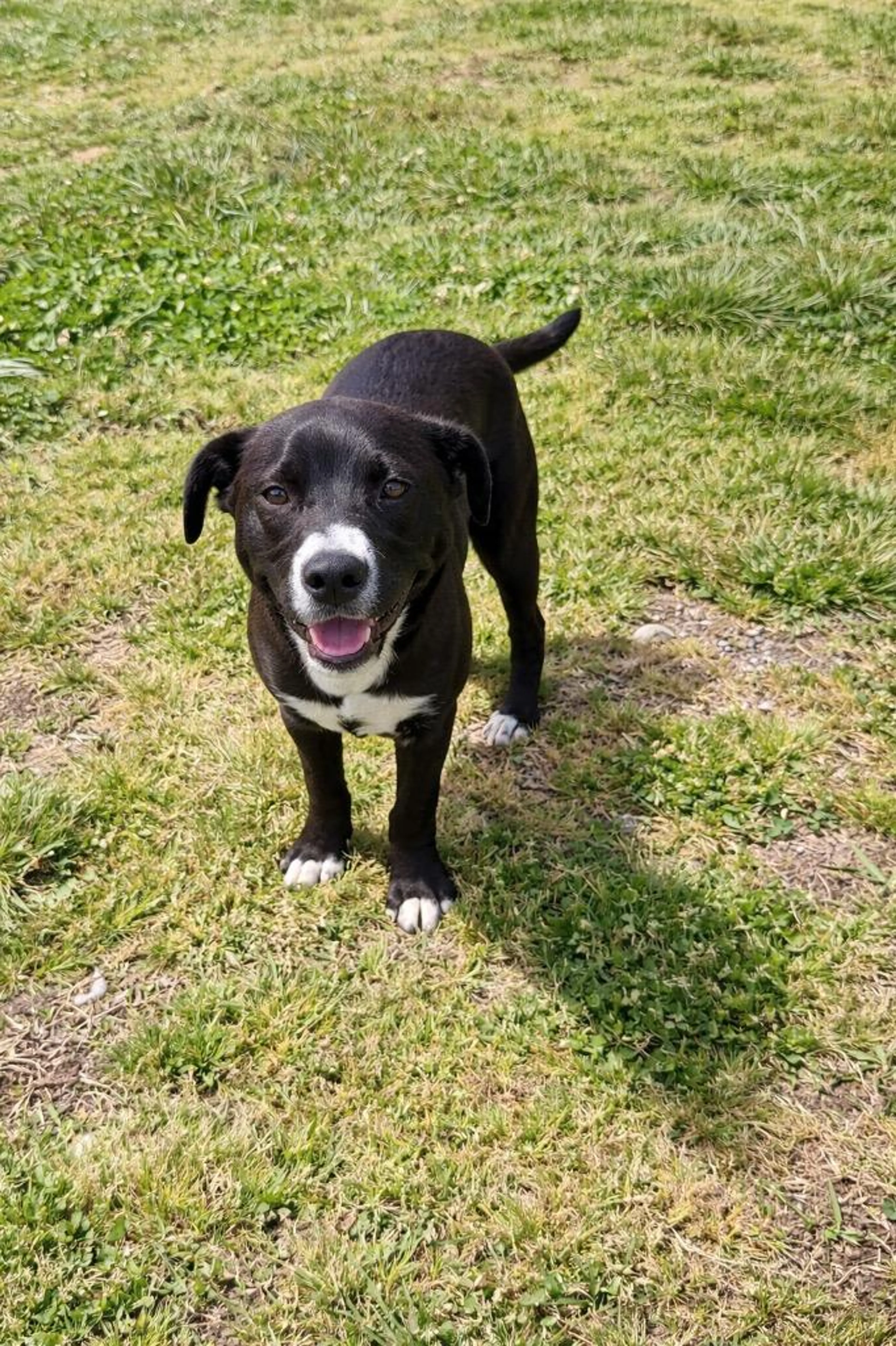 Found pet-1