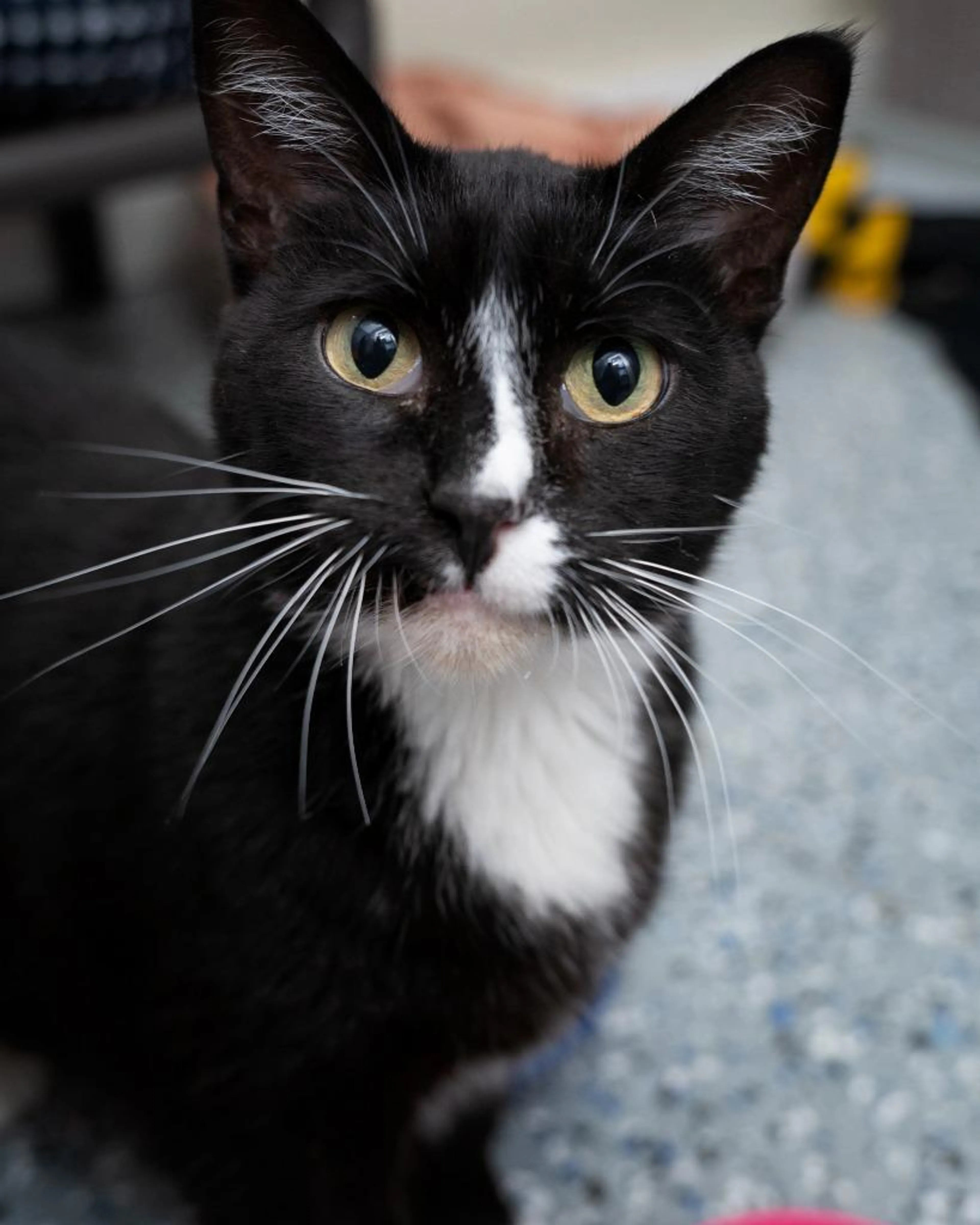 Found pet-1