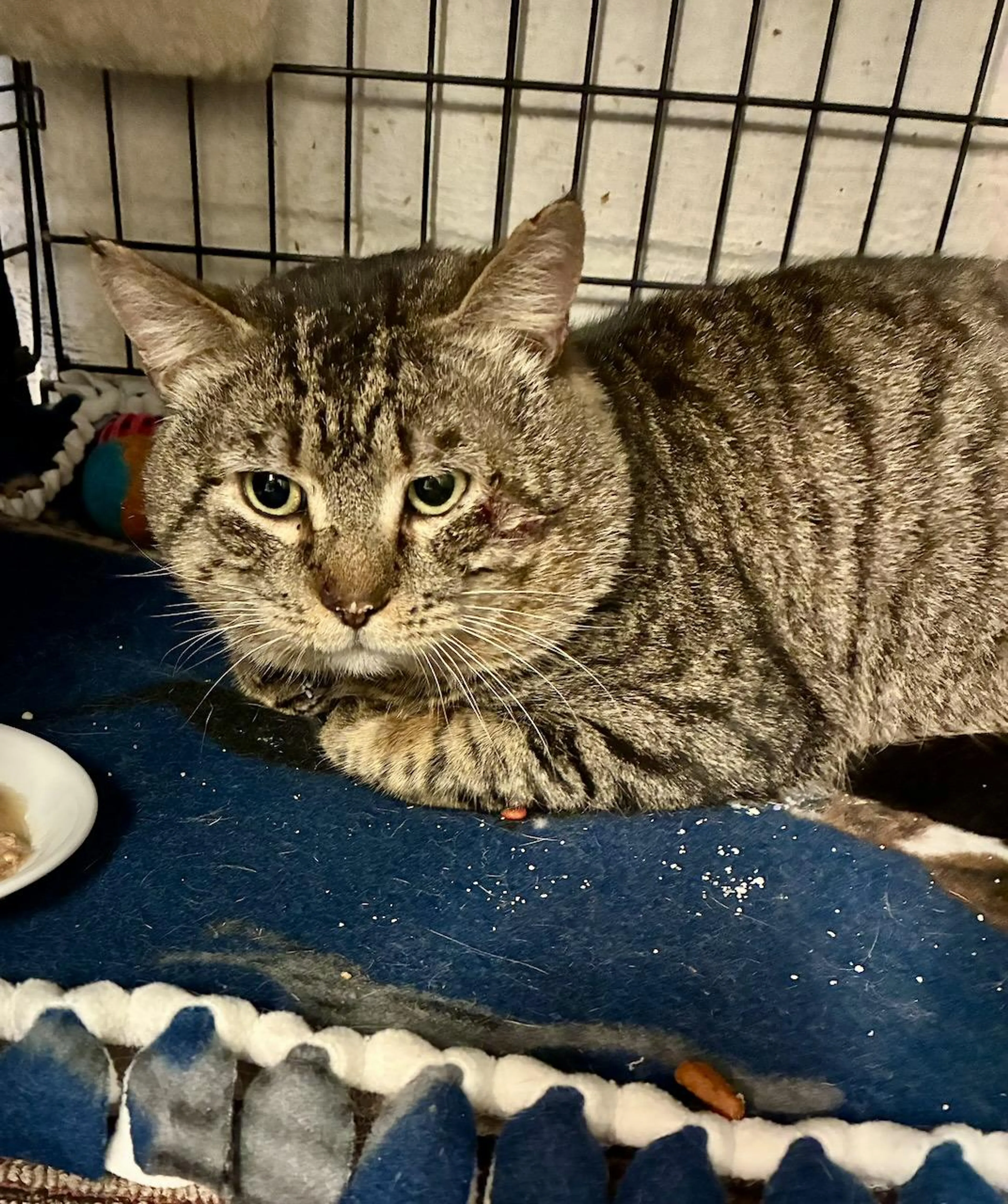 Found pet-4