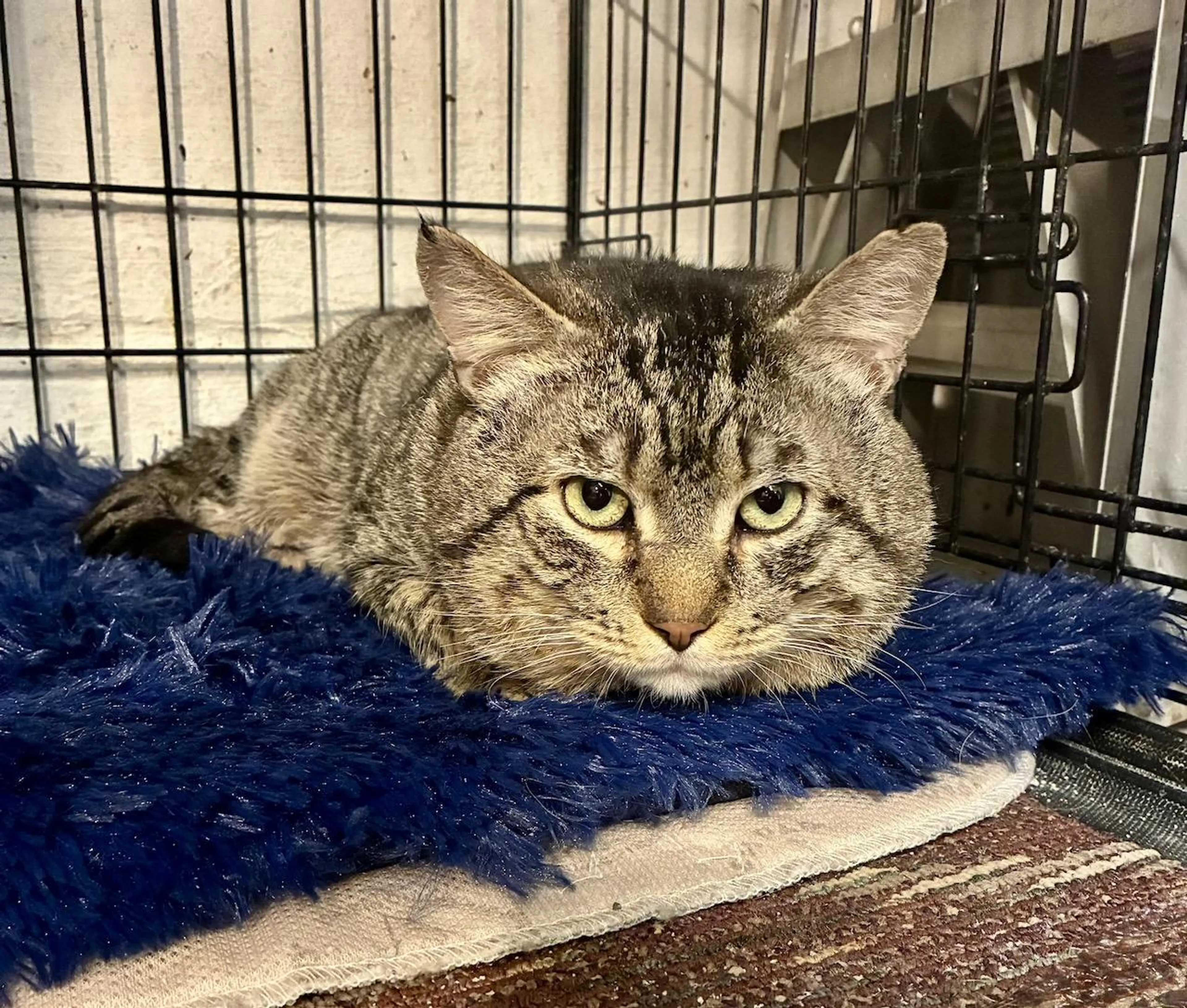 Found pet-3
