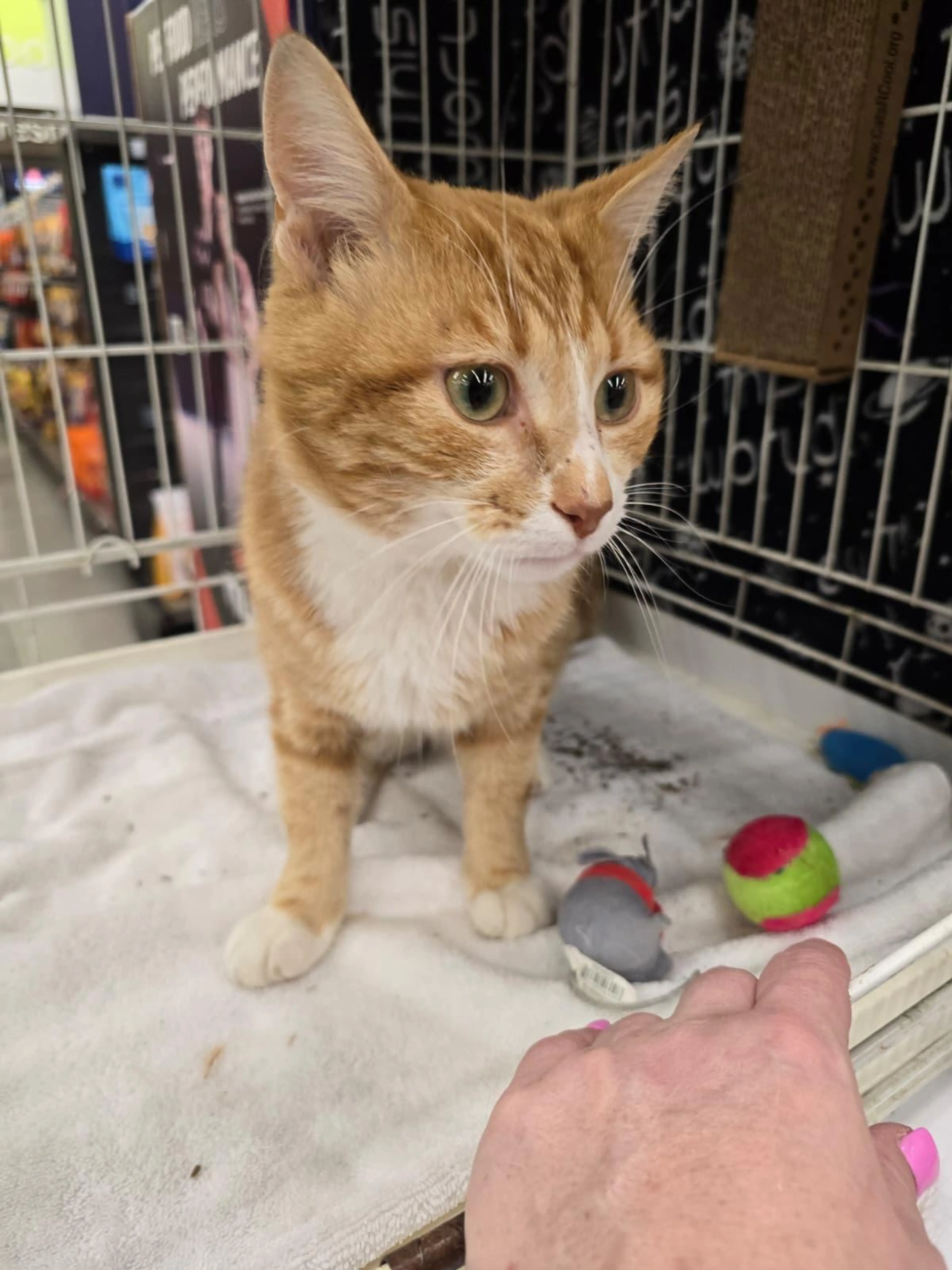 Found pet-1