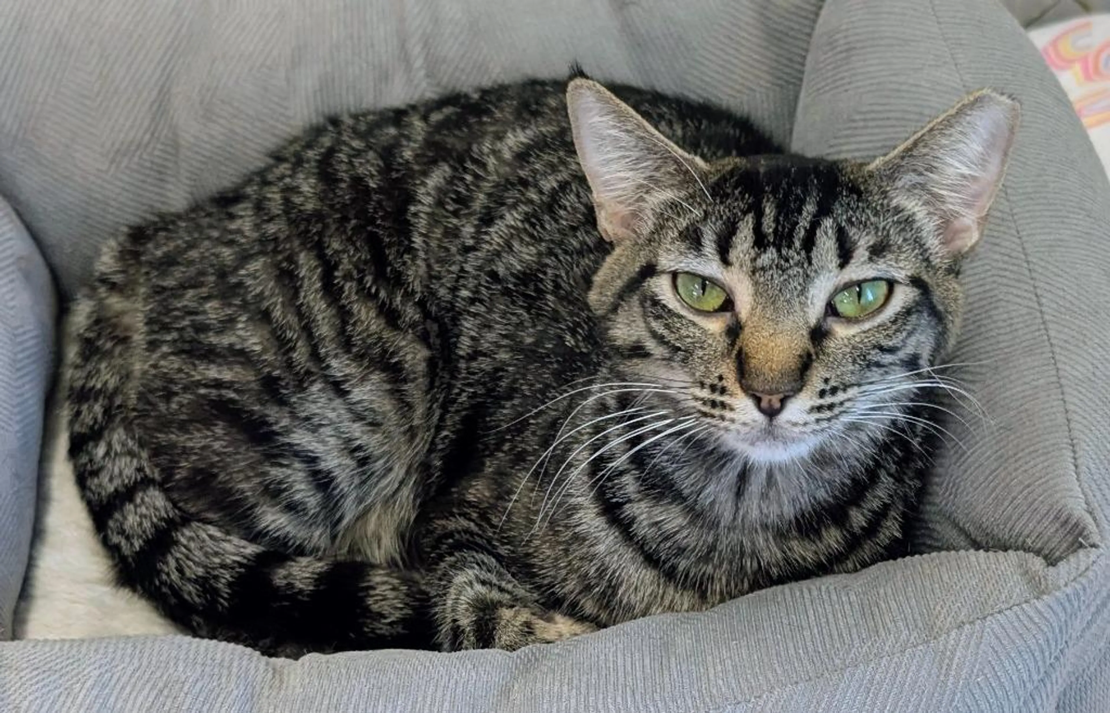 Found pet-1
