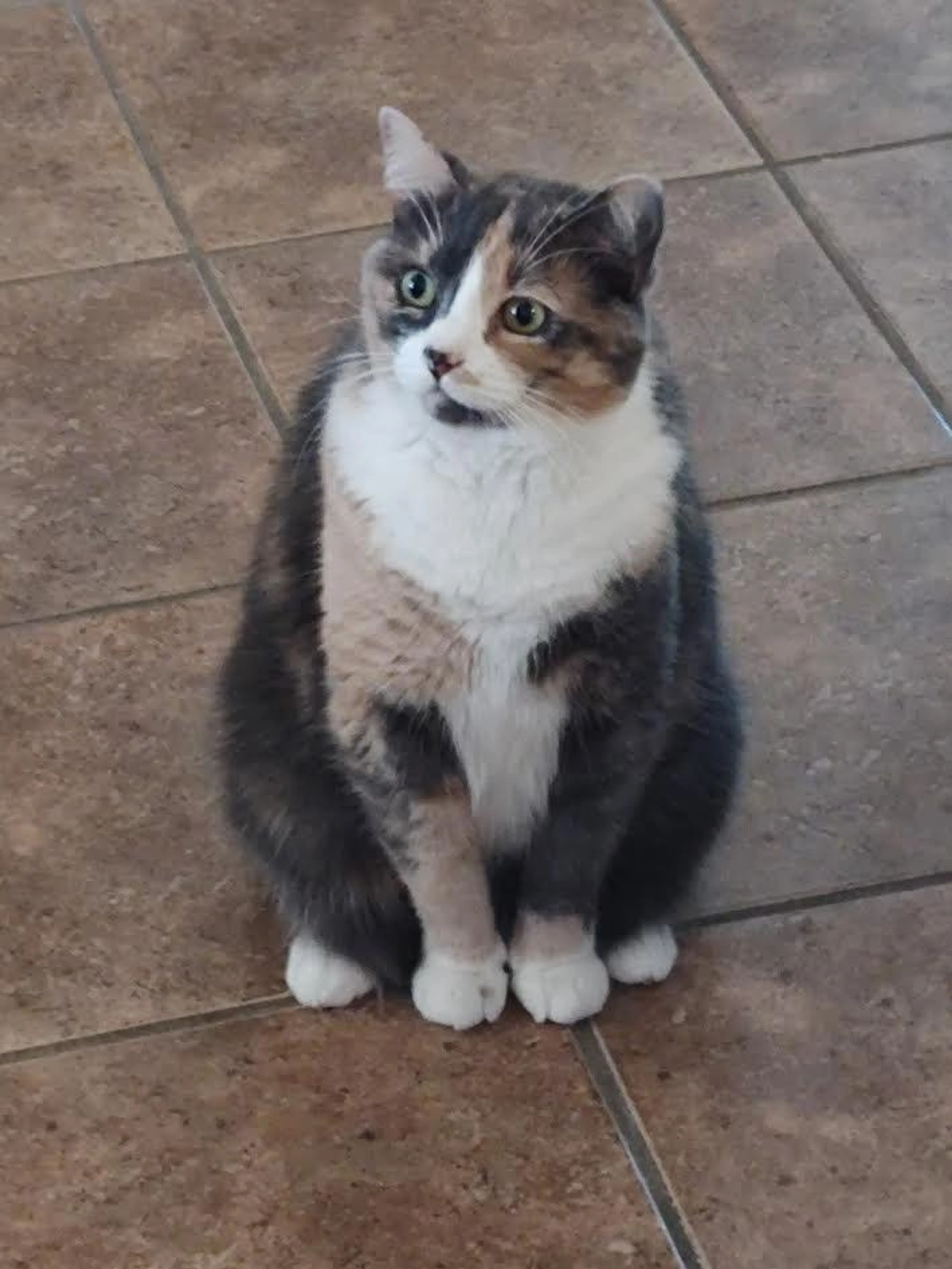 Found pet-5