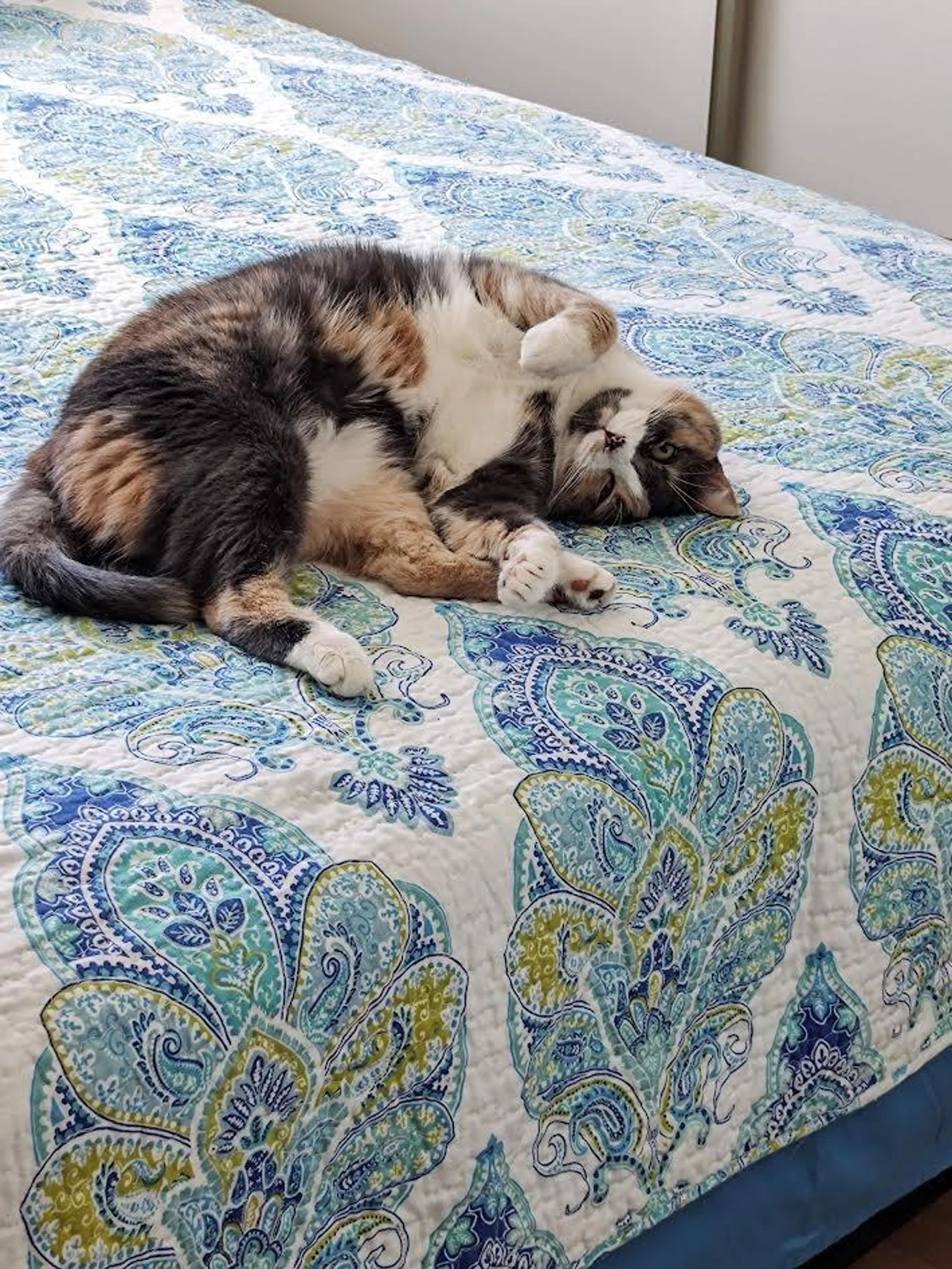 Found pet-3