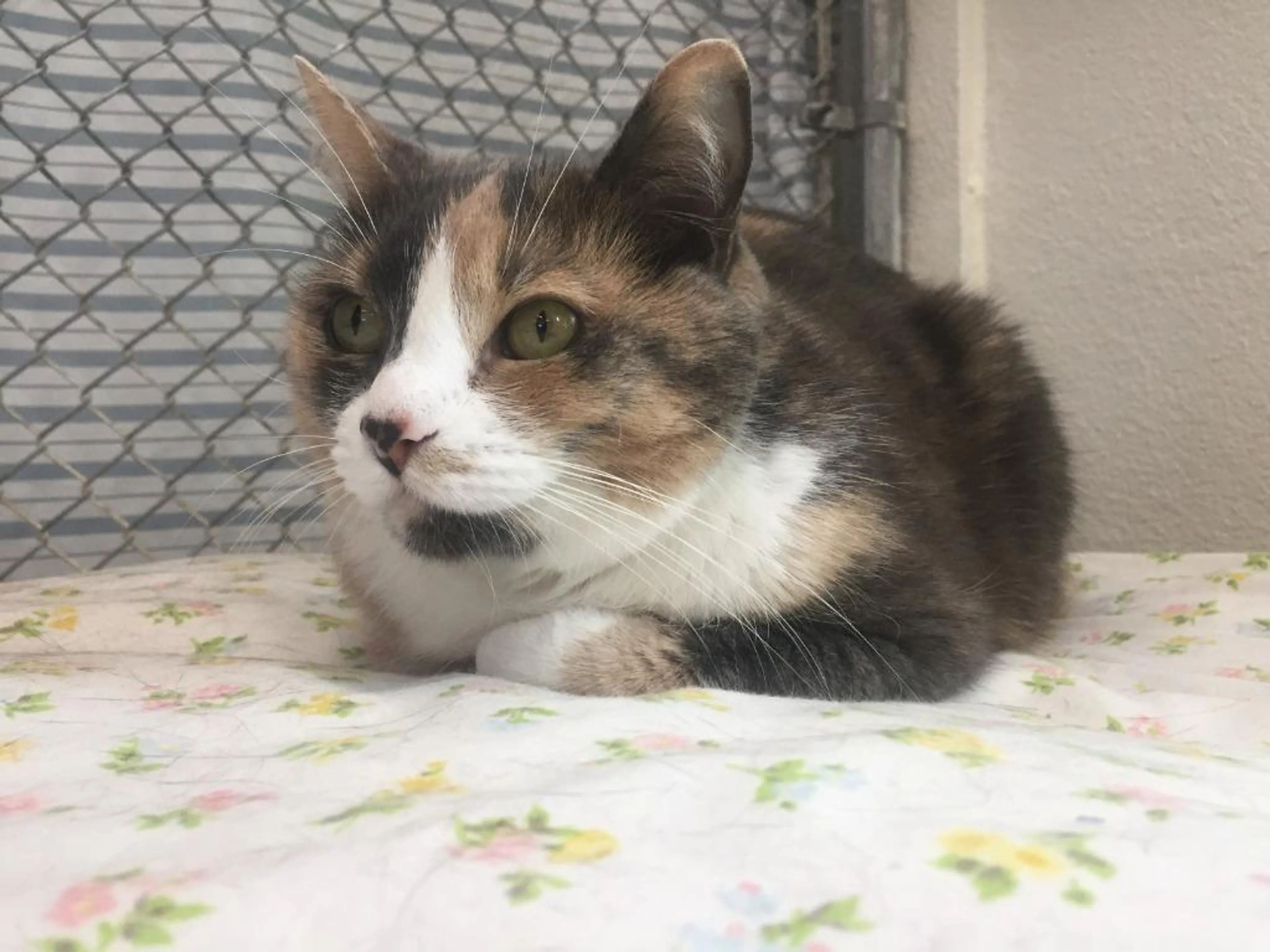 Found pet-2