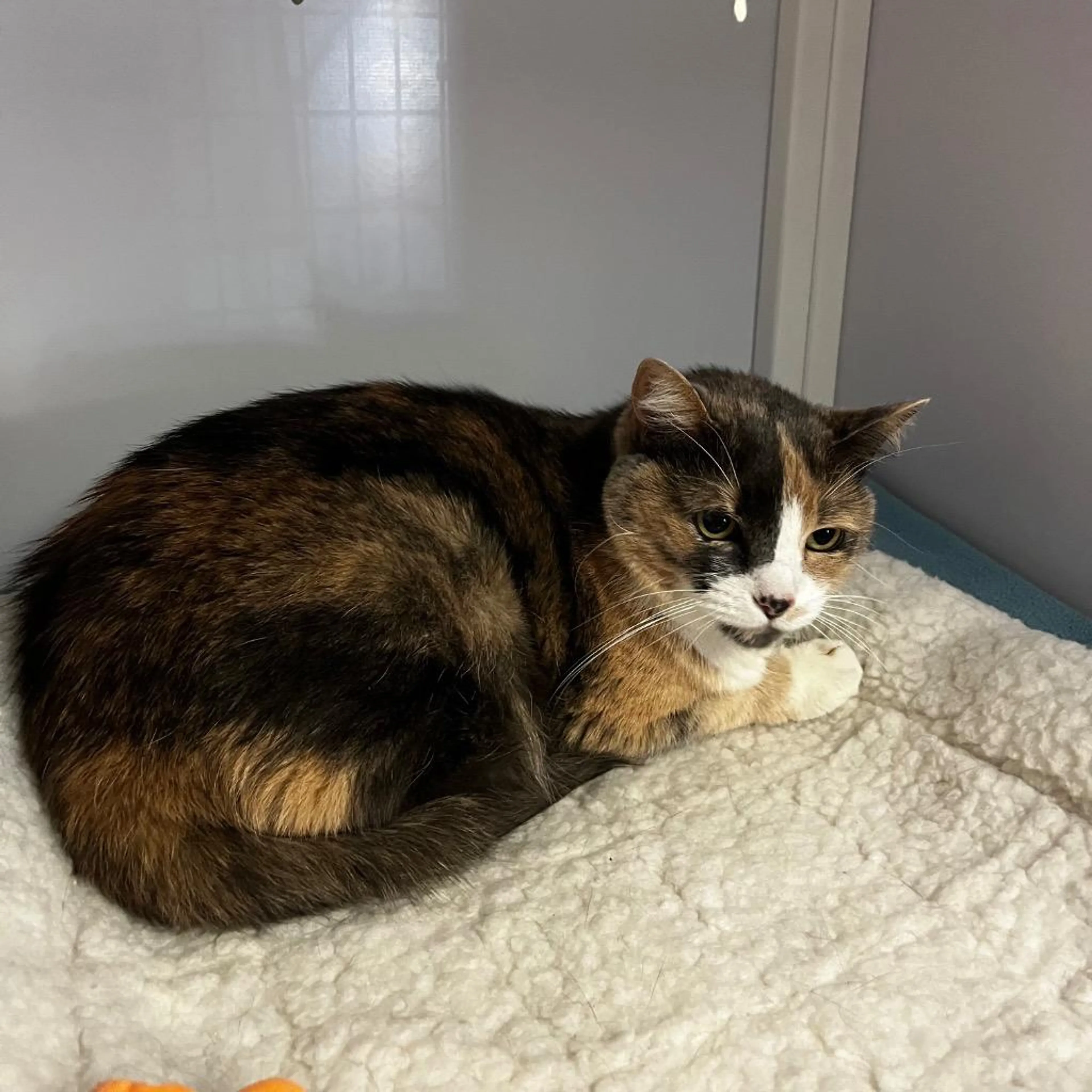 Found pet-1