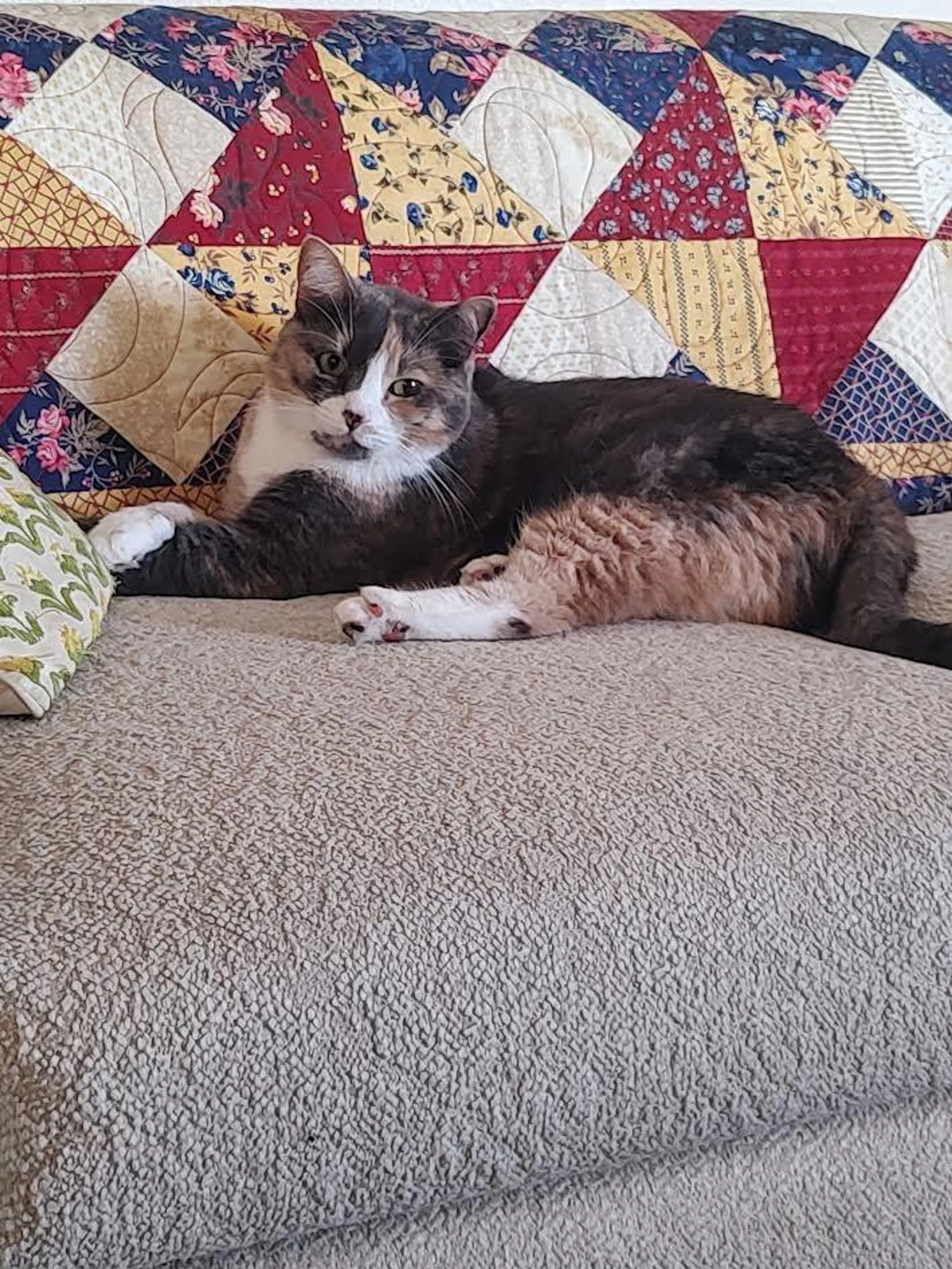 Found pet-4
