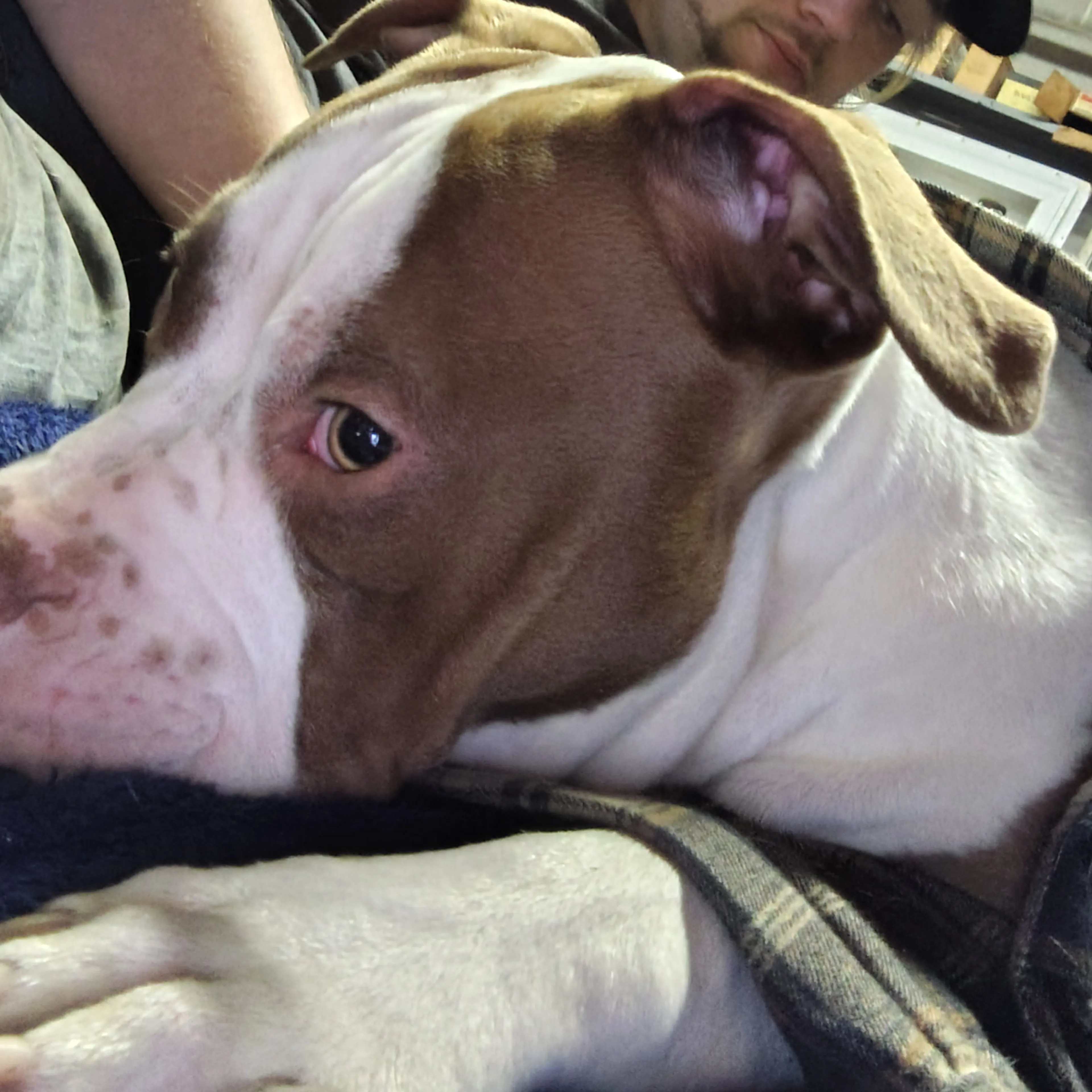 Lost pet-3