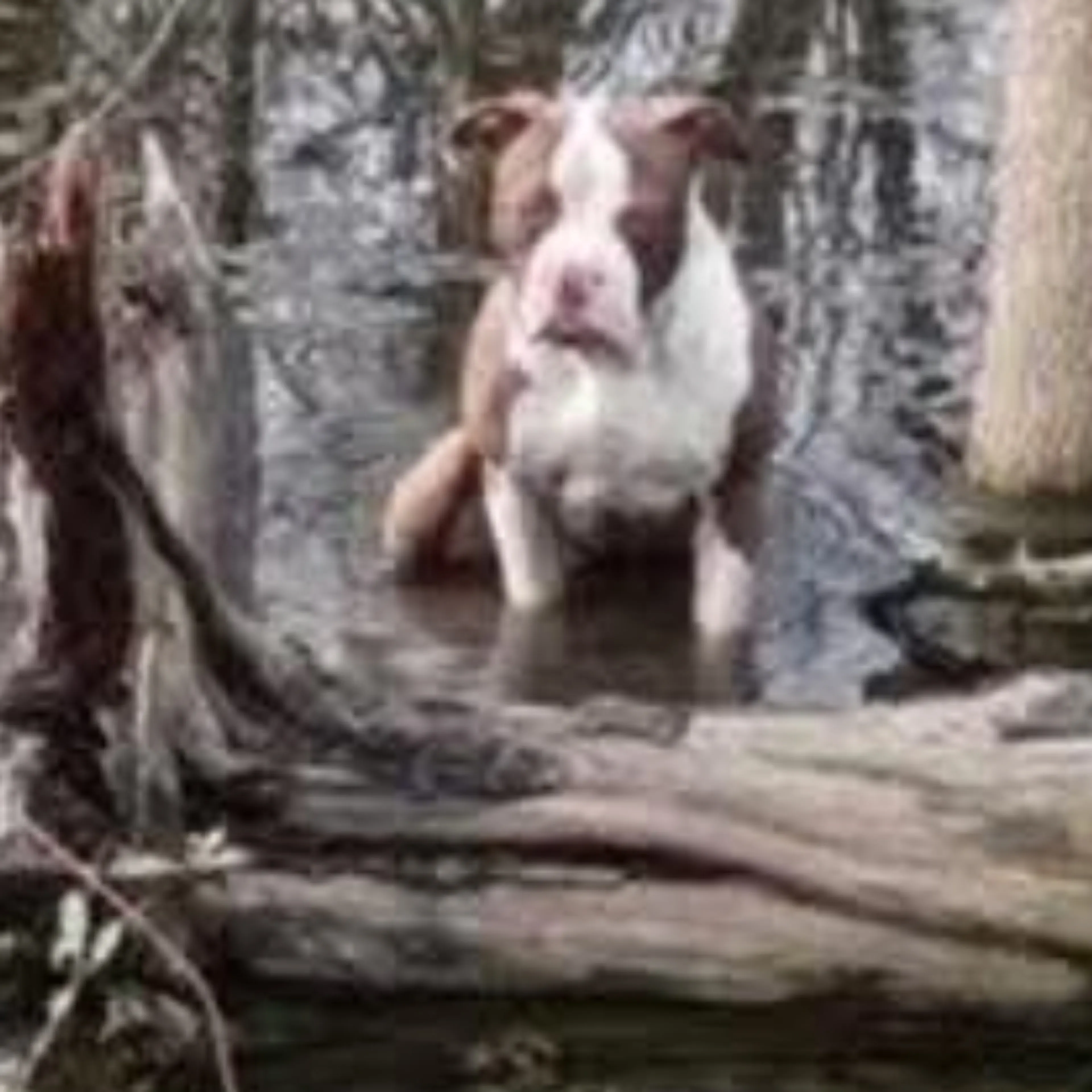 Lost pet-1