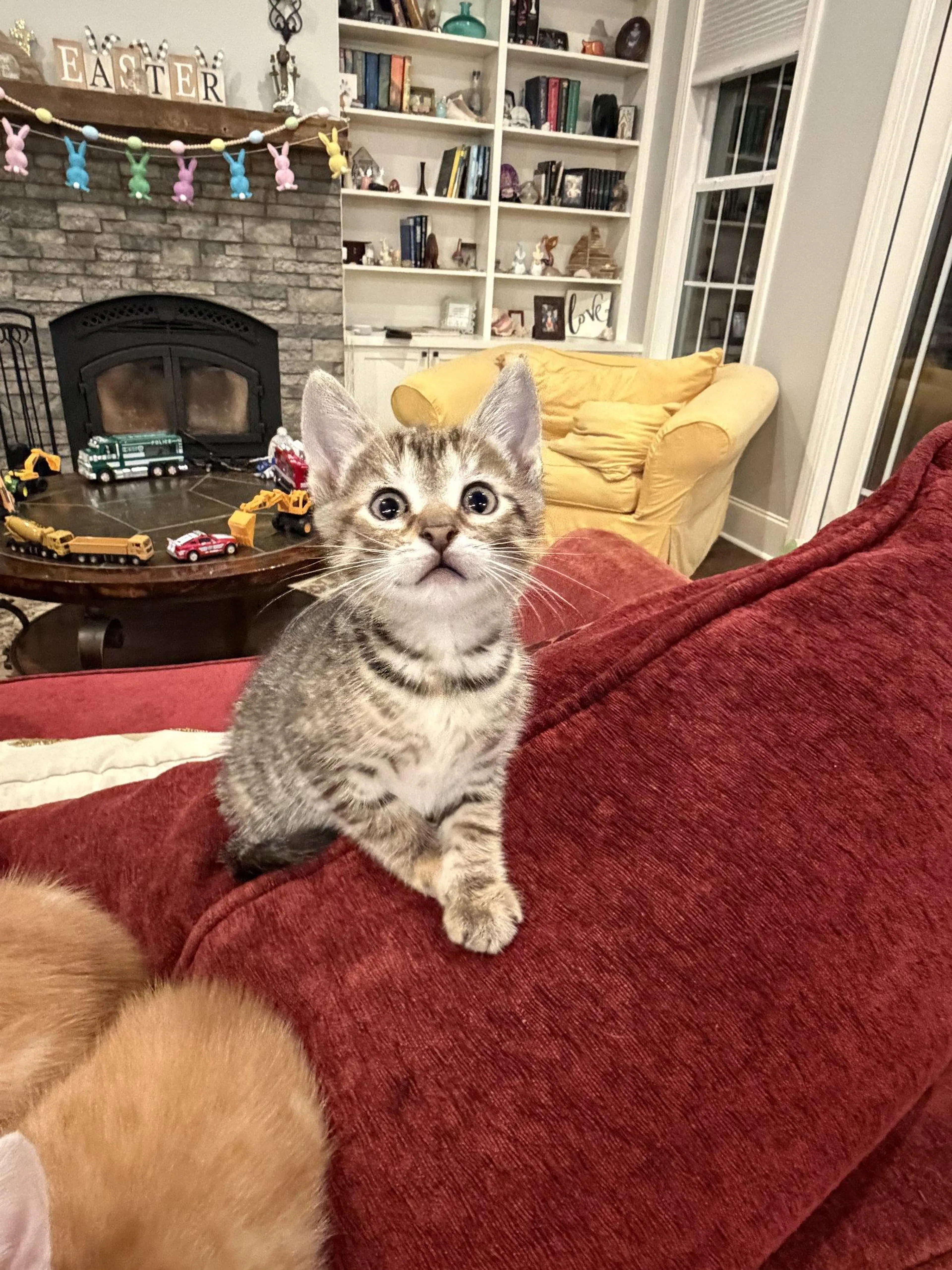 Found pet-2
