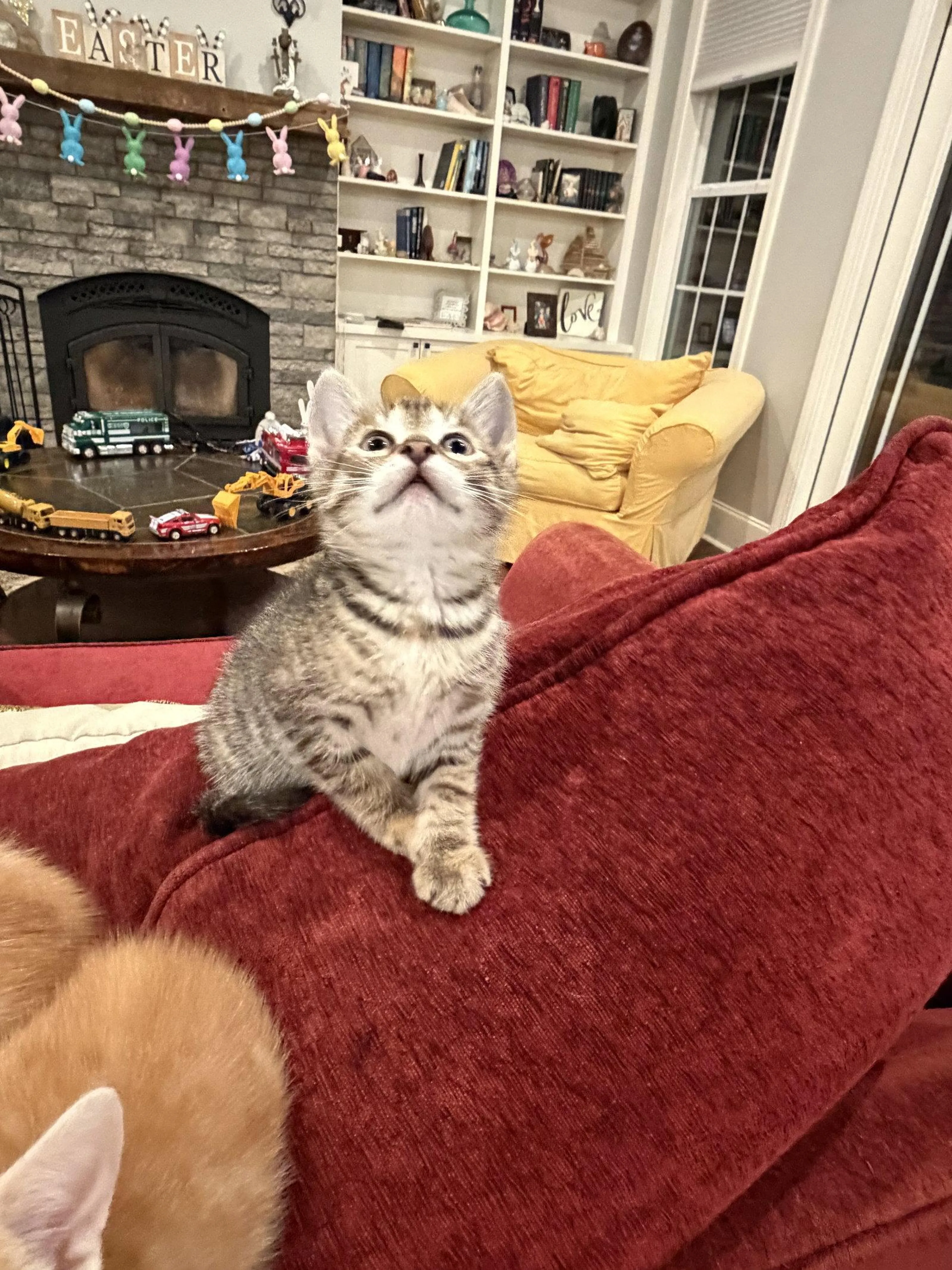 Found pet-0