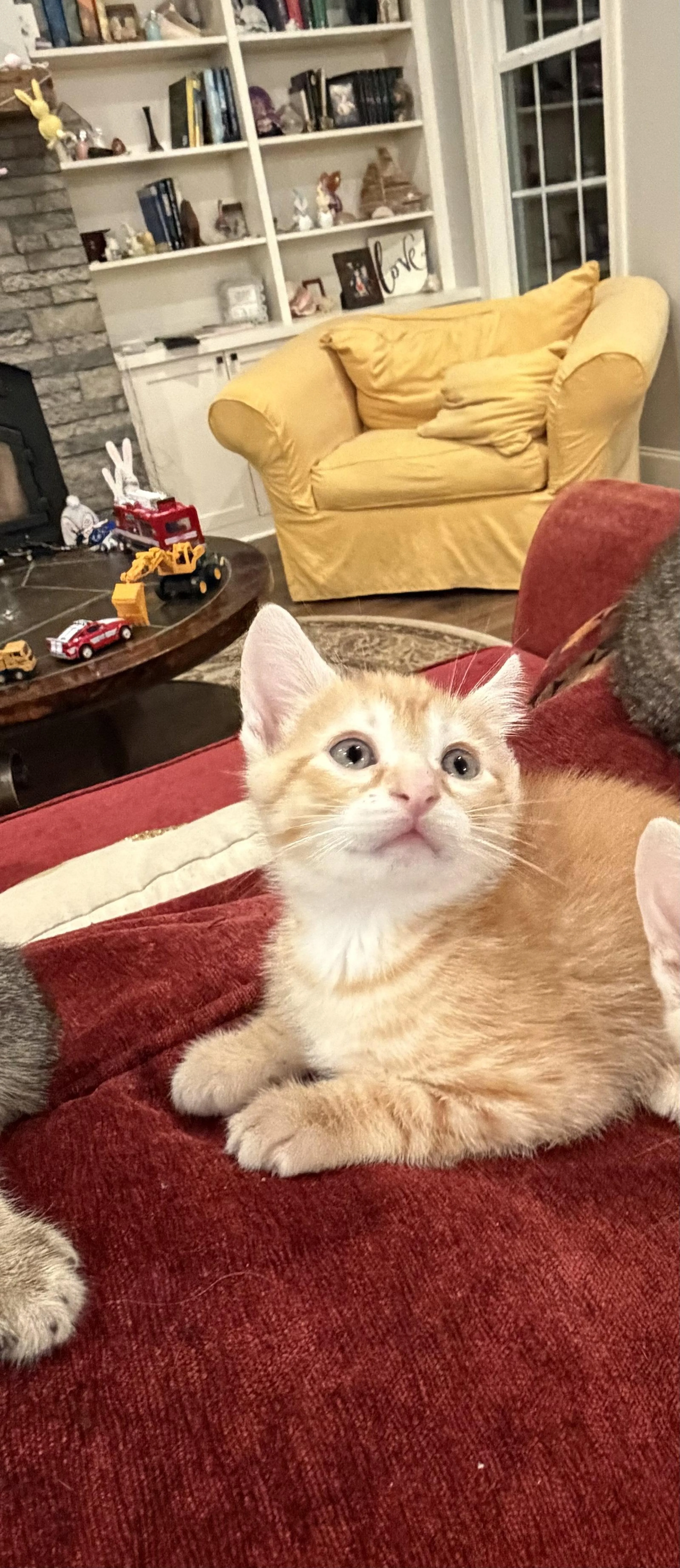 Found pet-1