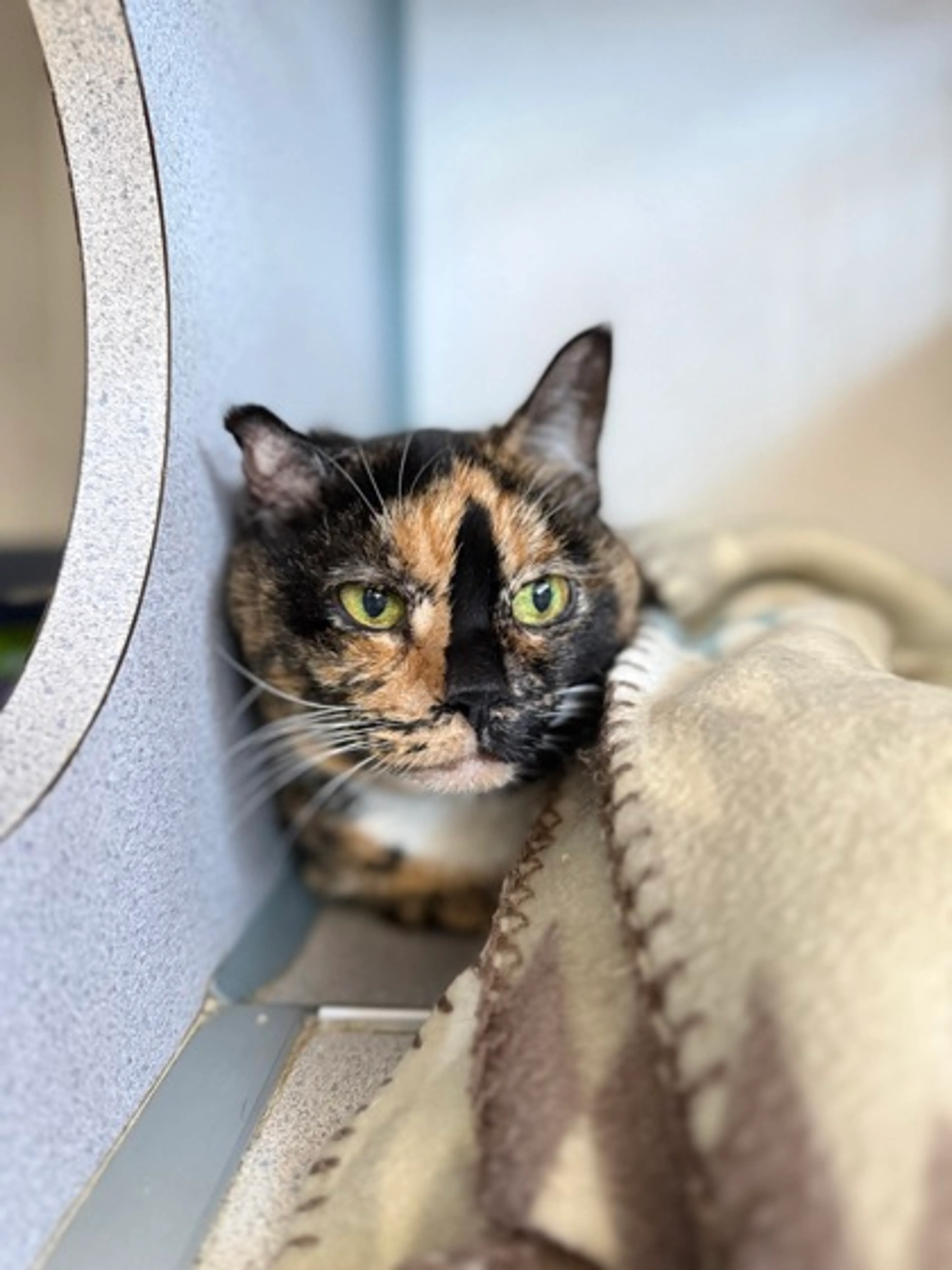 Found pet-1