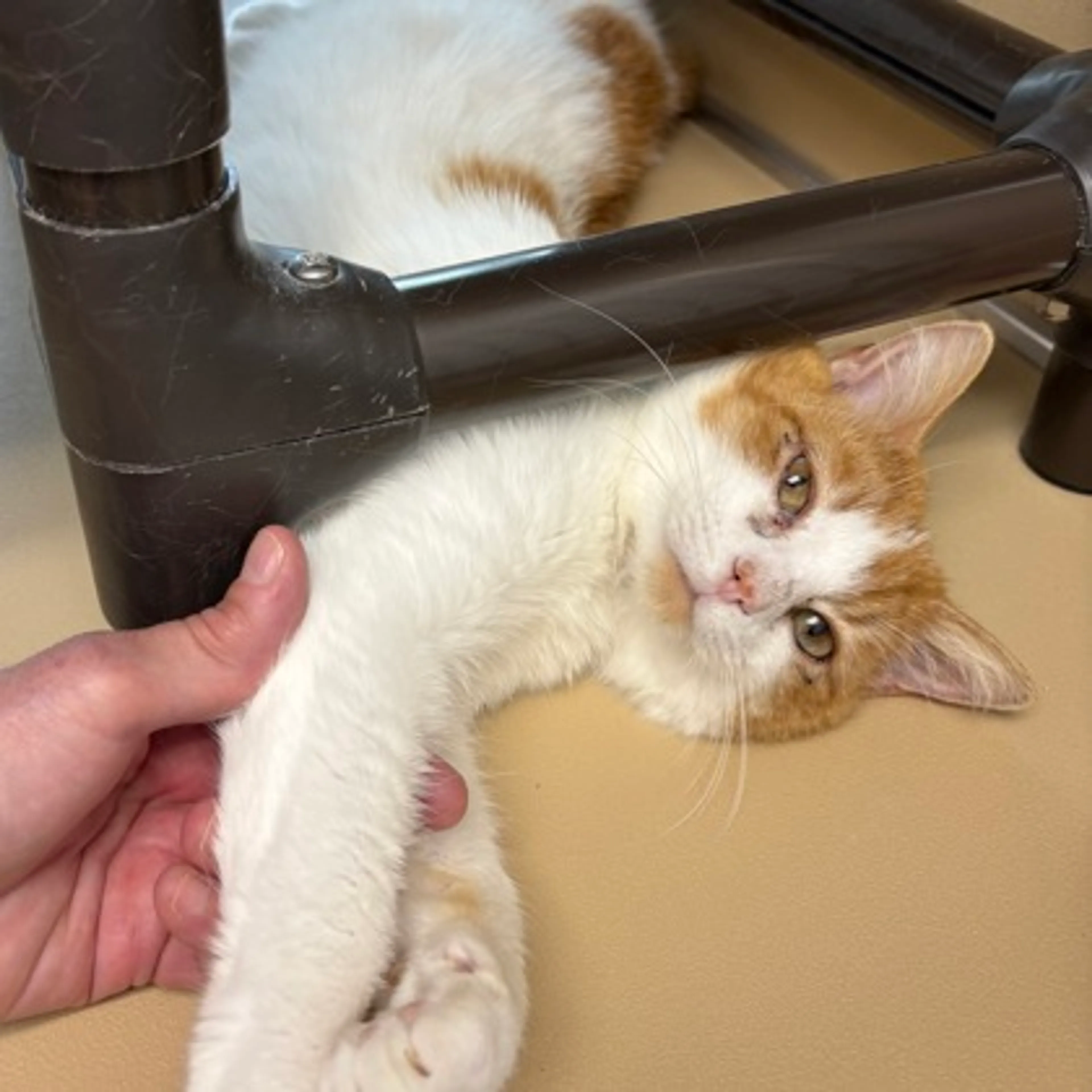 Found pet-0