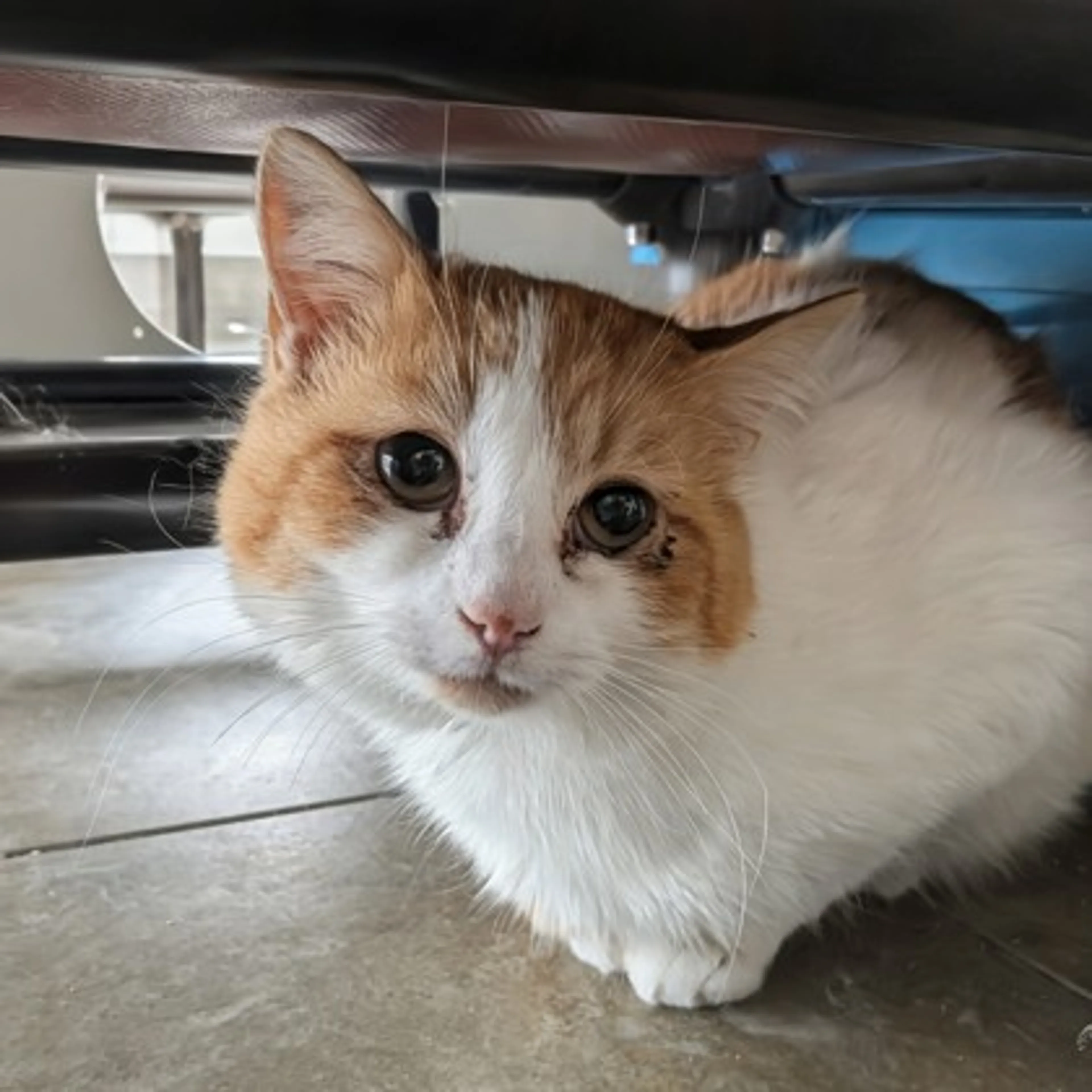 Found pet-2