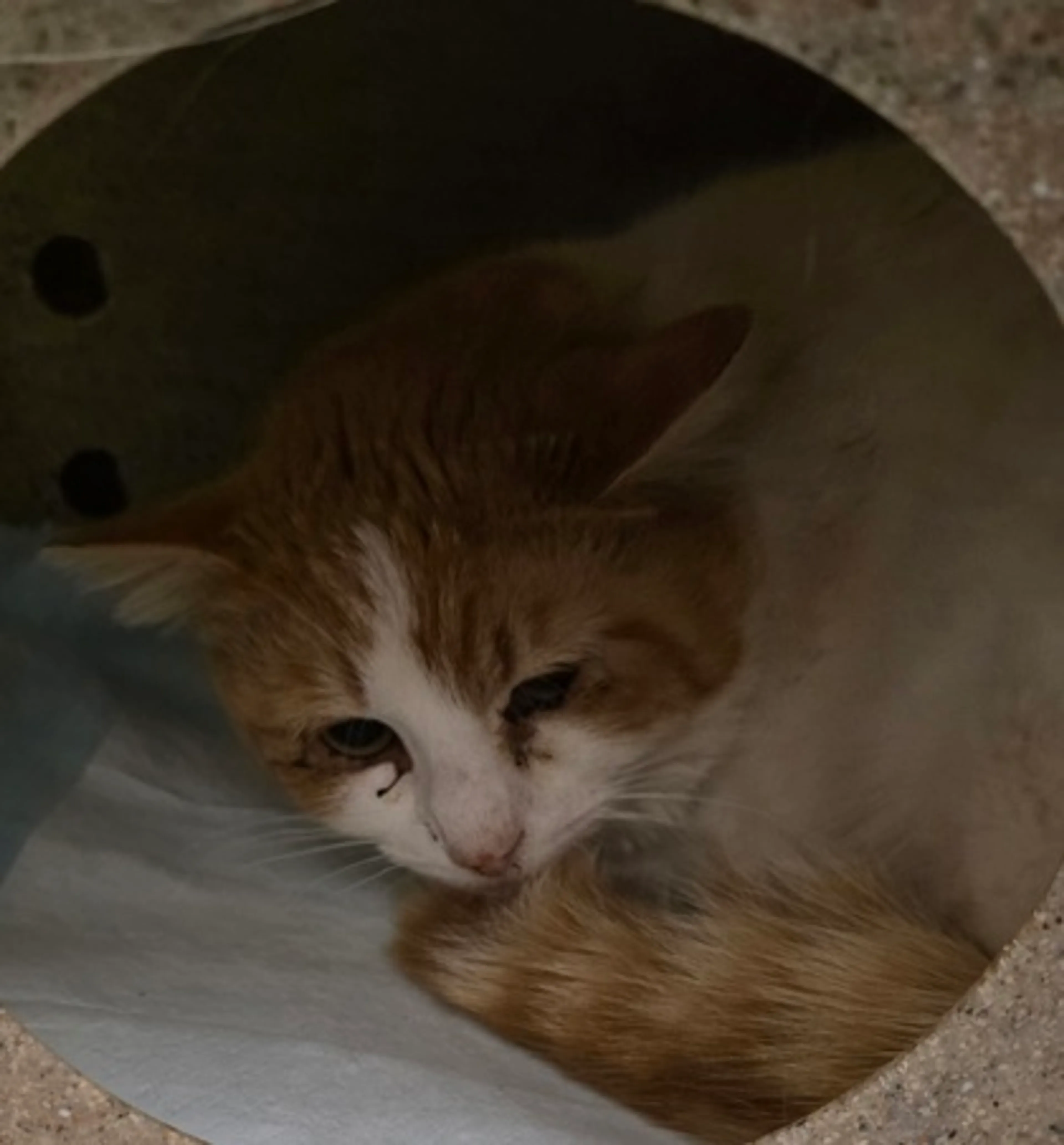 Found pet-1