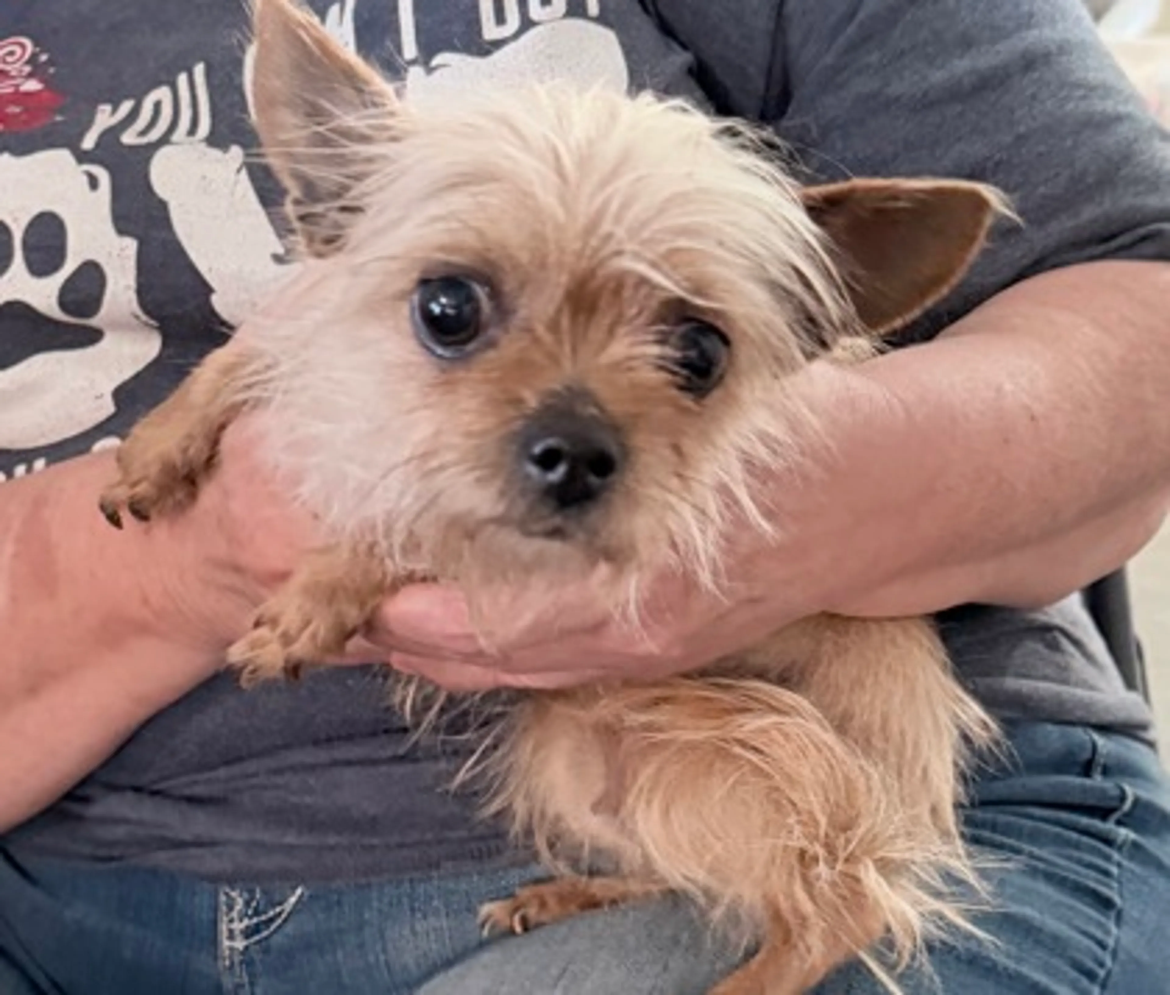 Found pet