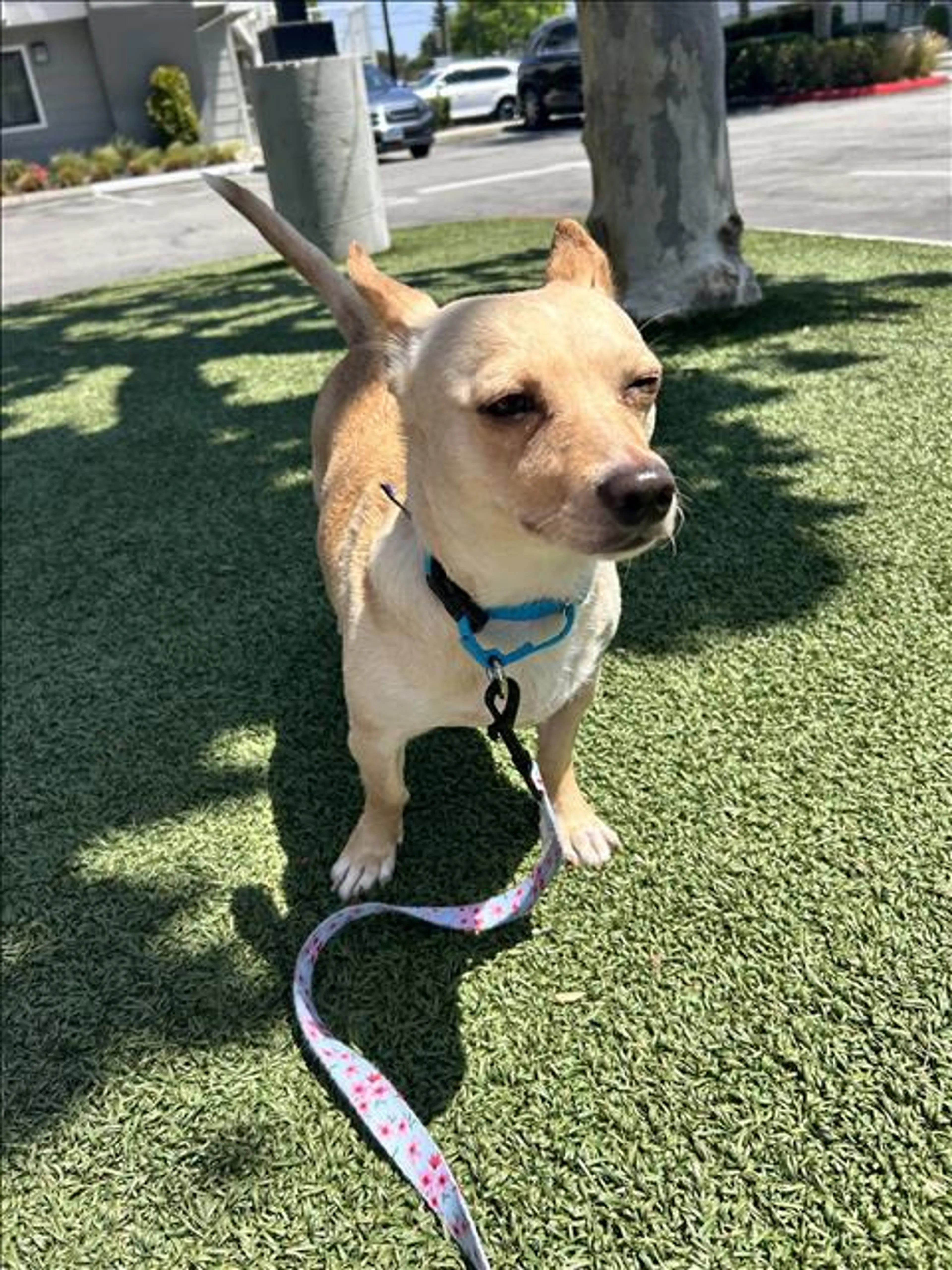 Found pet