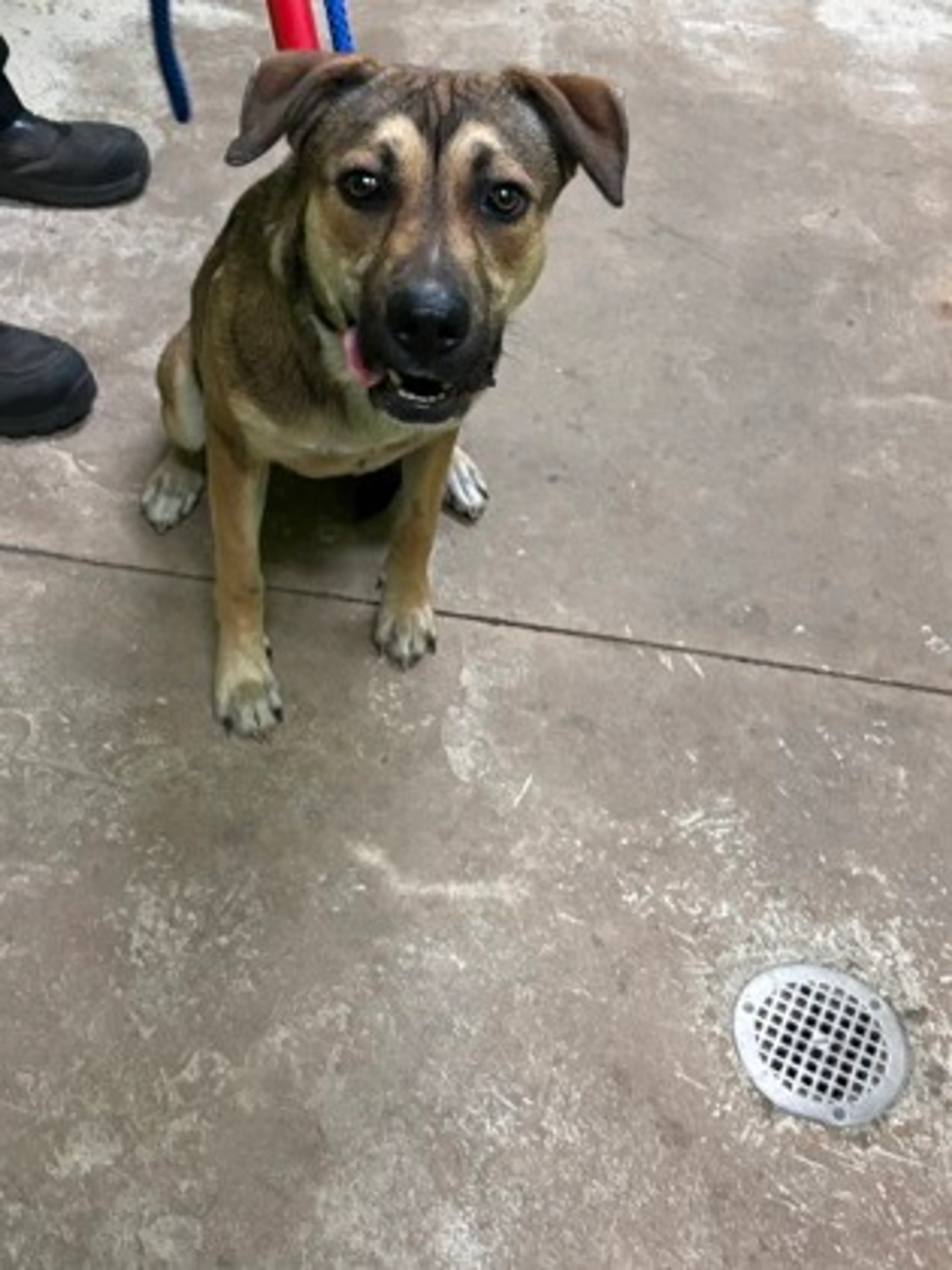Found pet