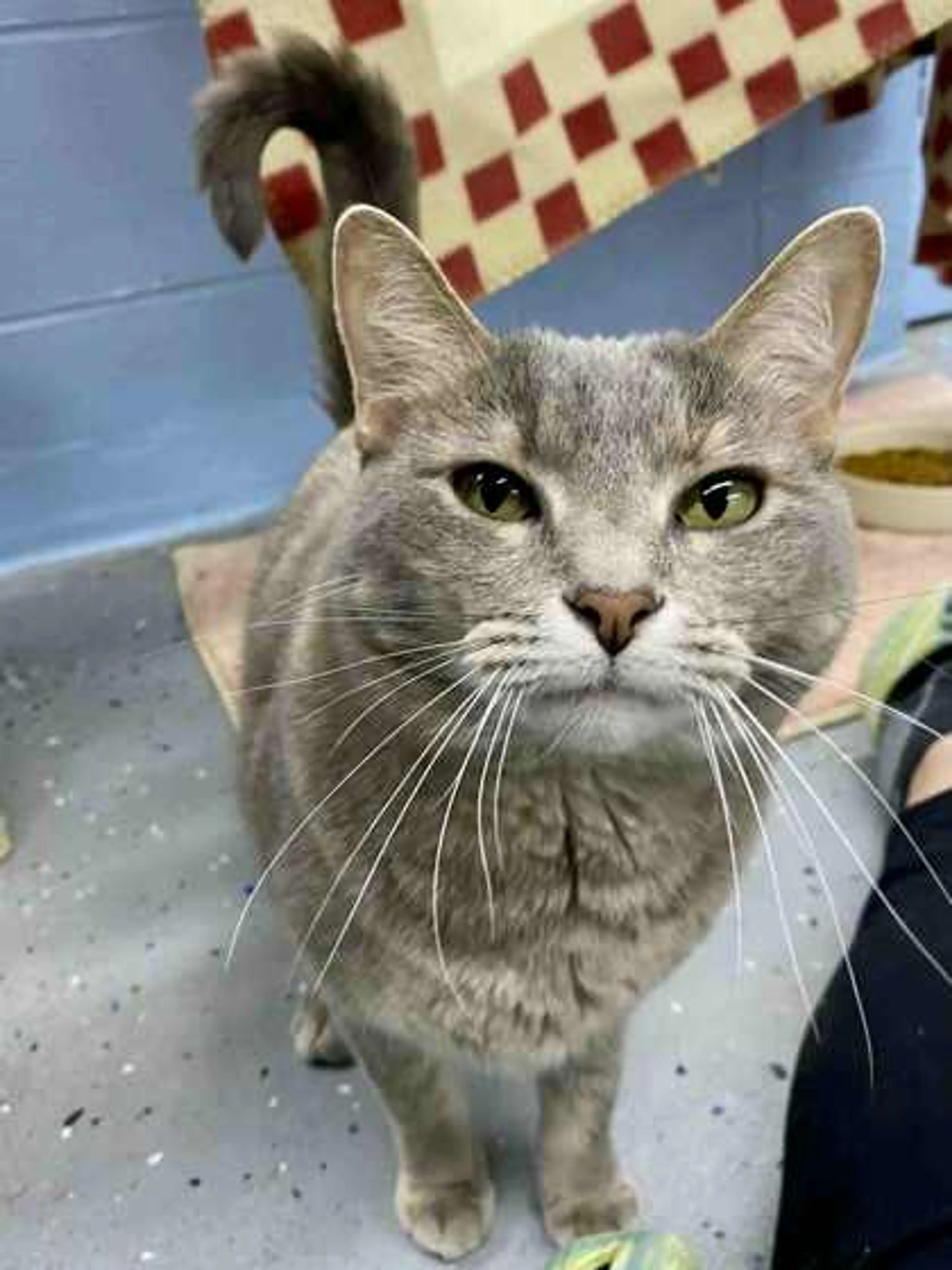 Found pet