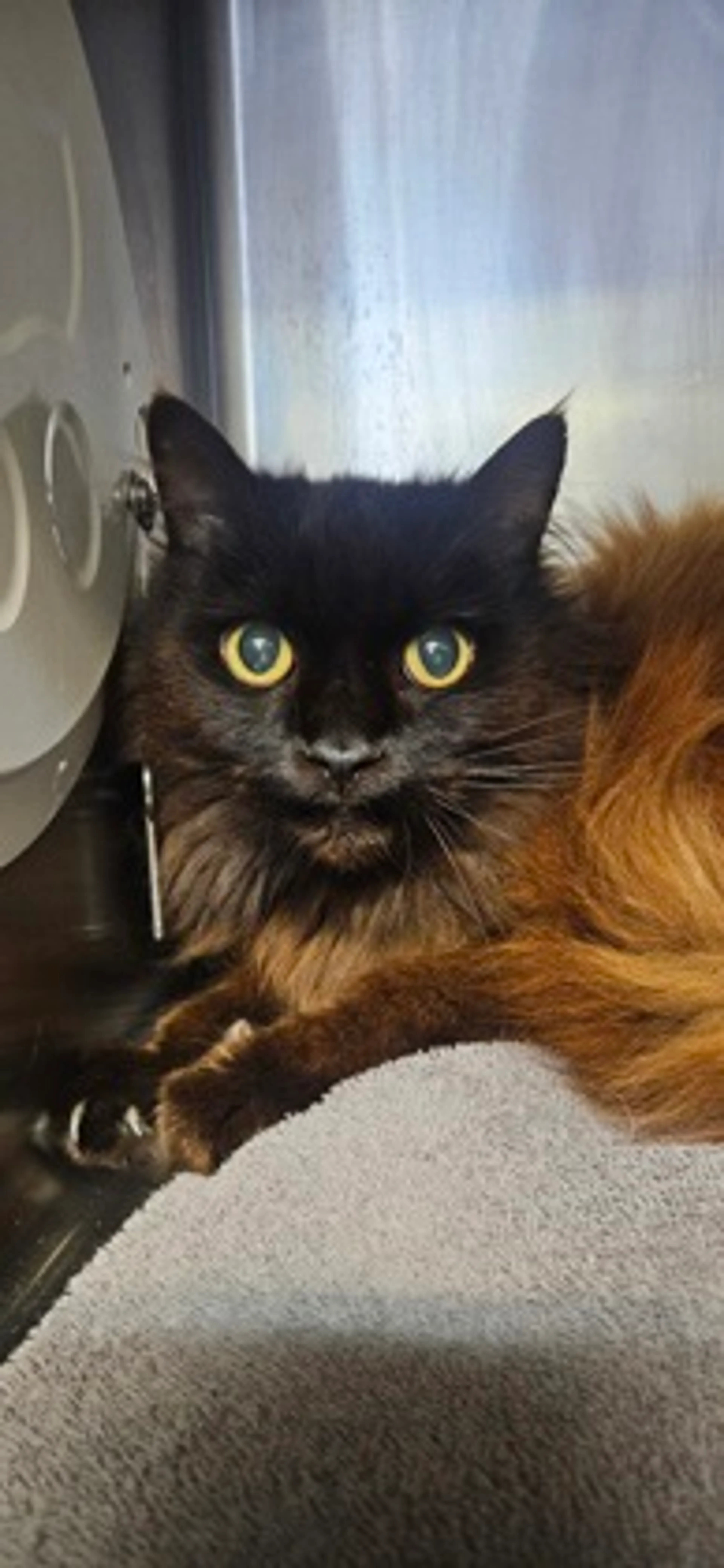 Found pet-1