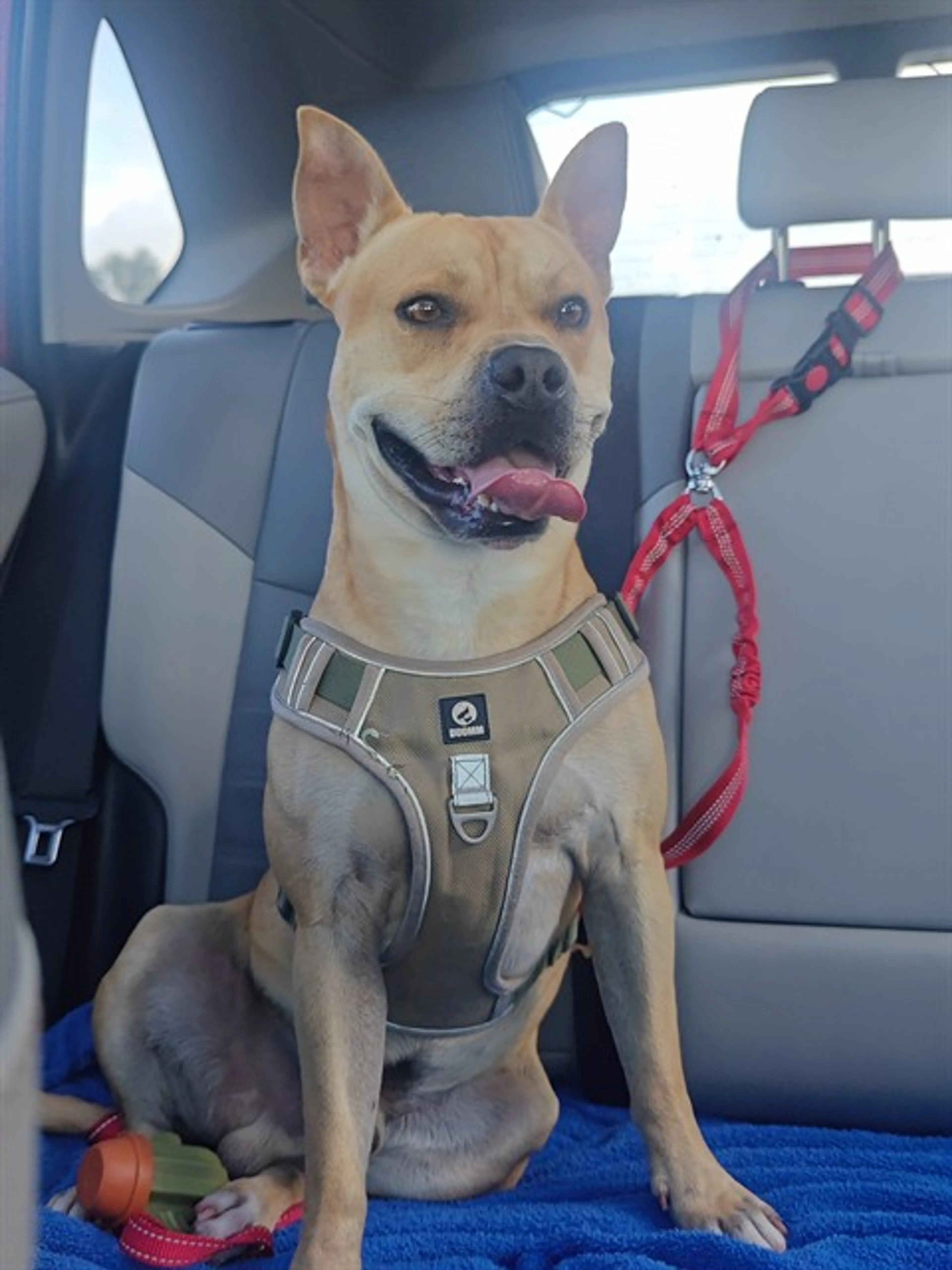 Found pet