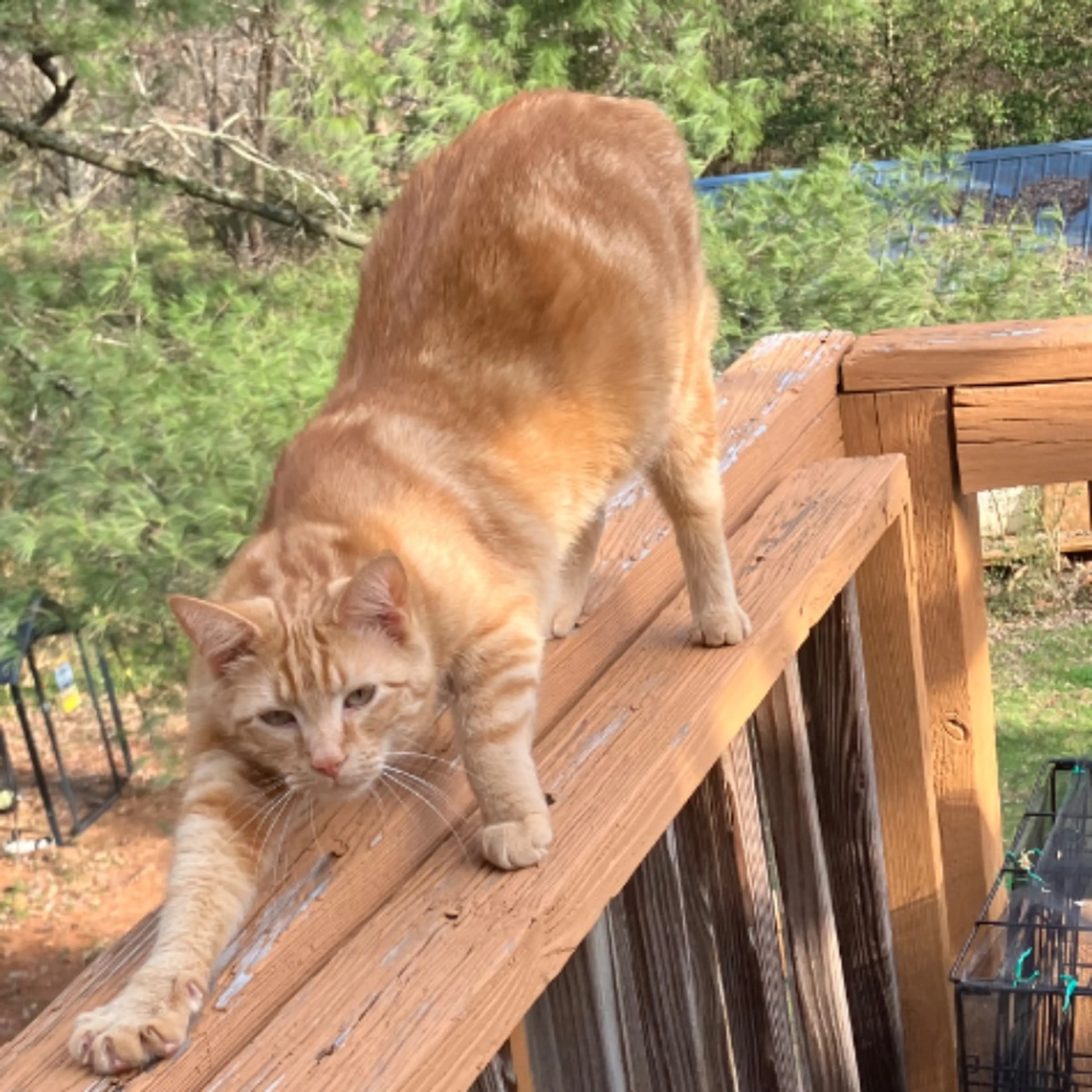 Lost pet