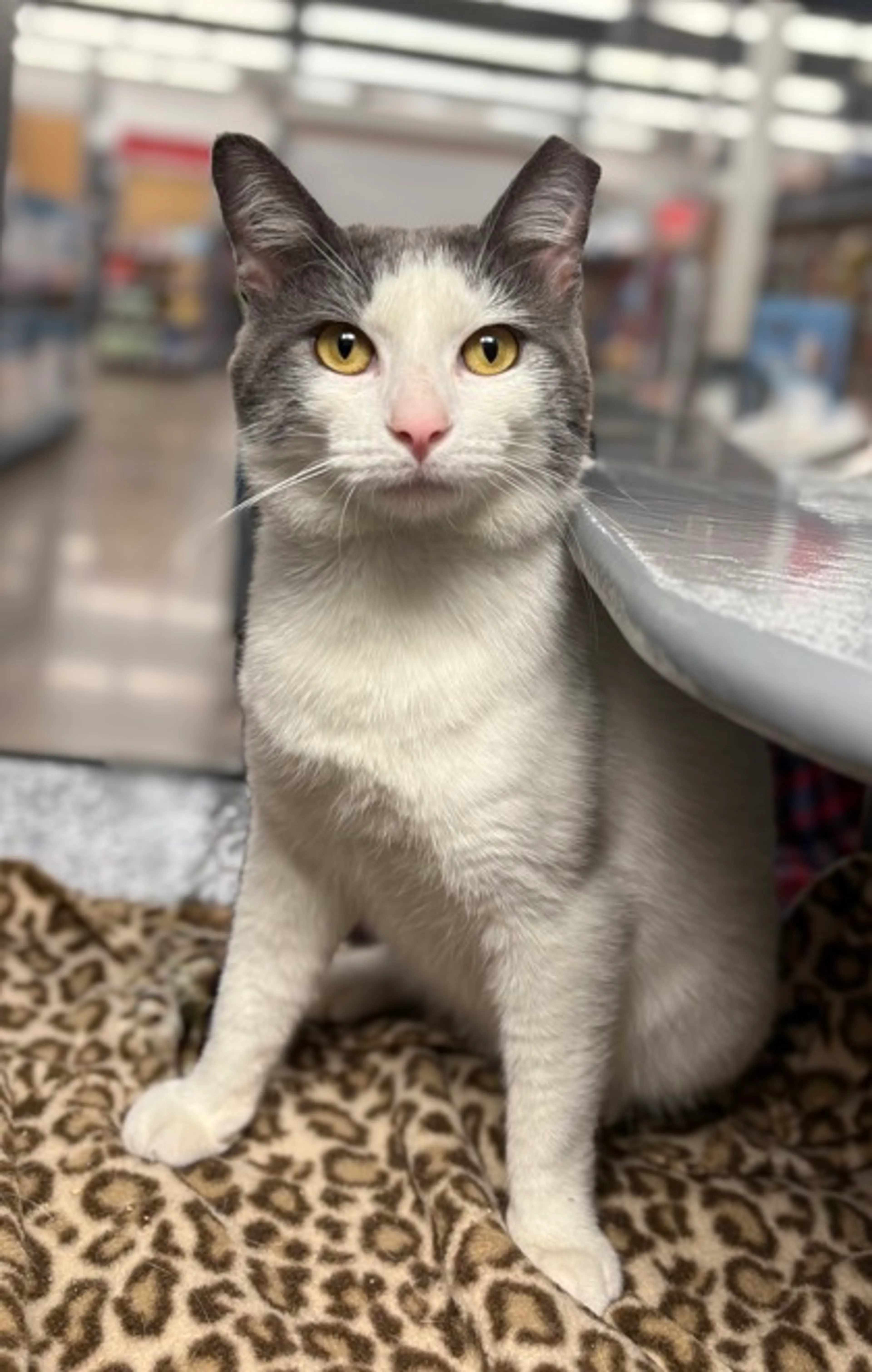 Found pet