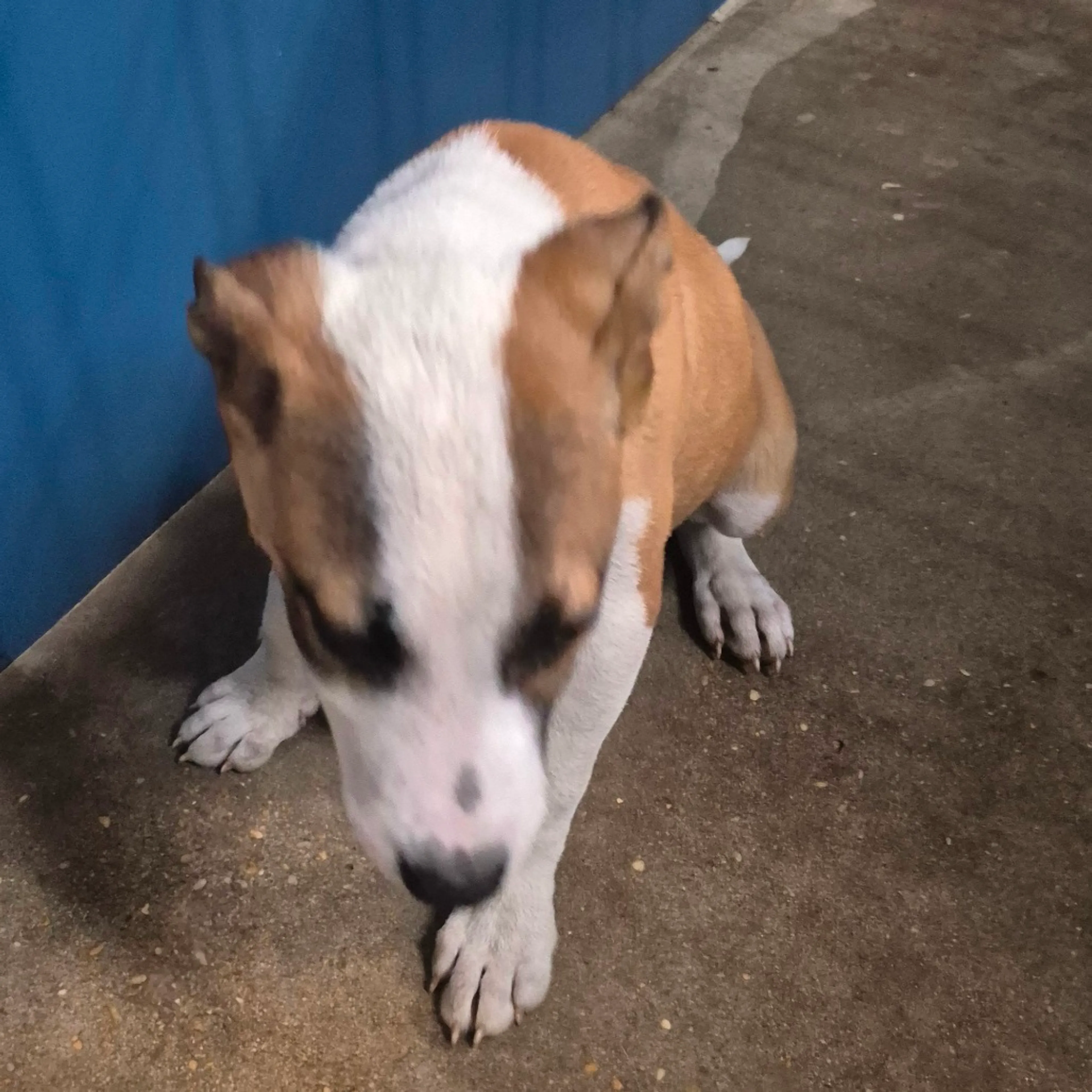 Found pet-1