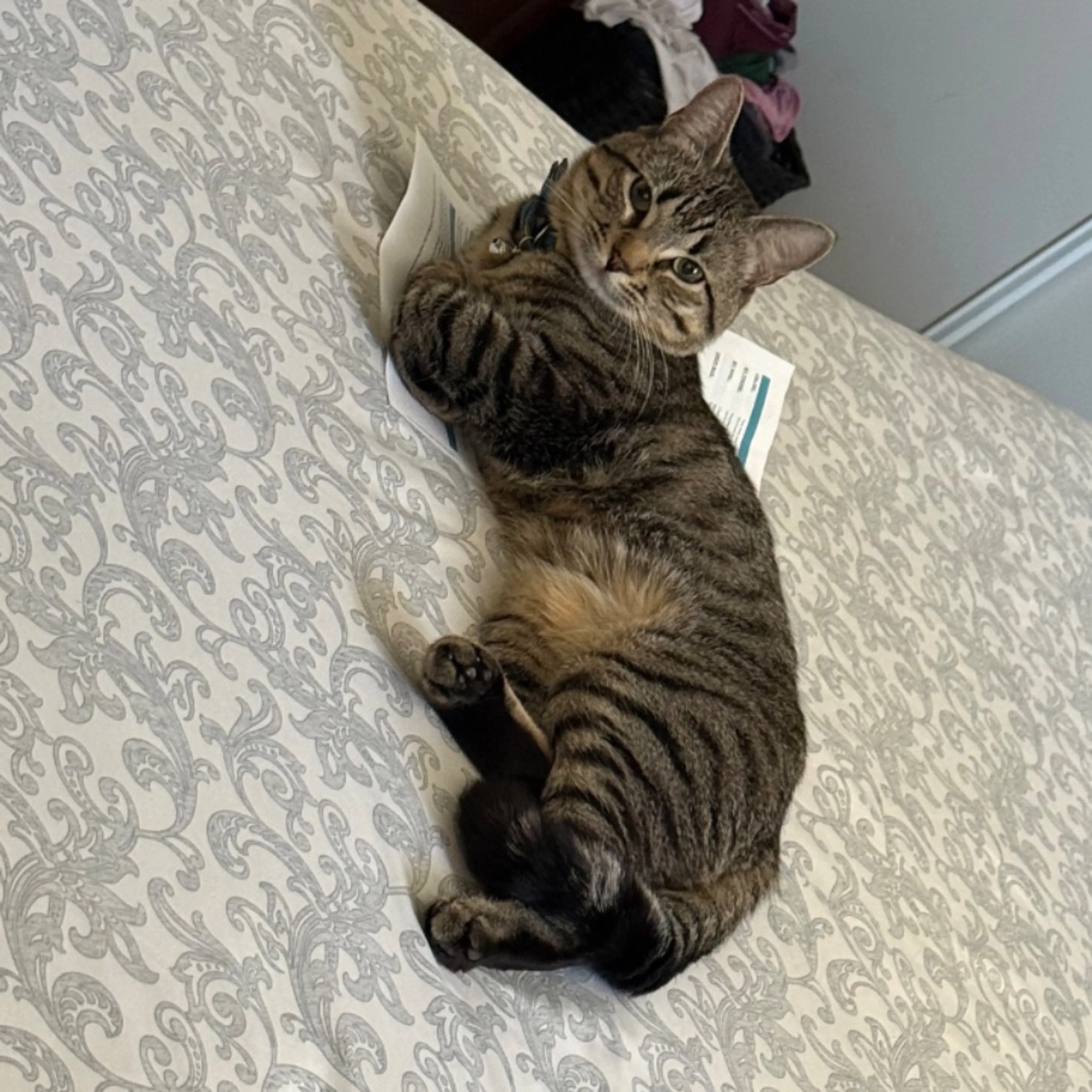Lost pet