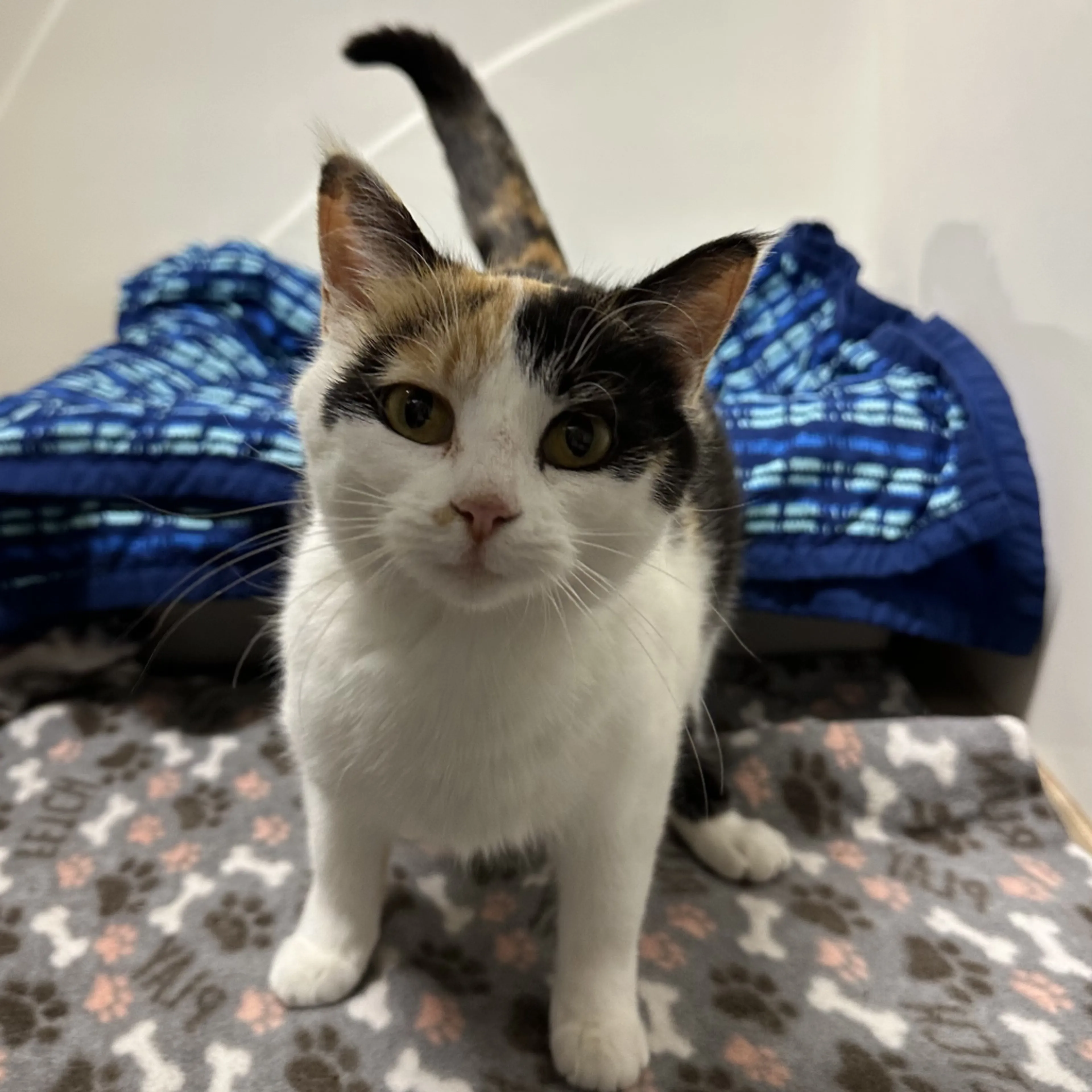 Found pet-1