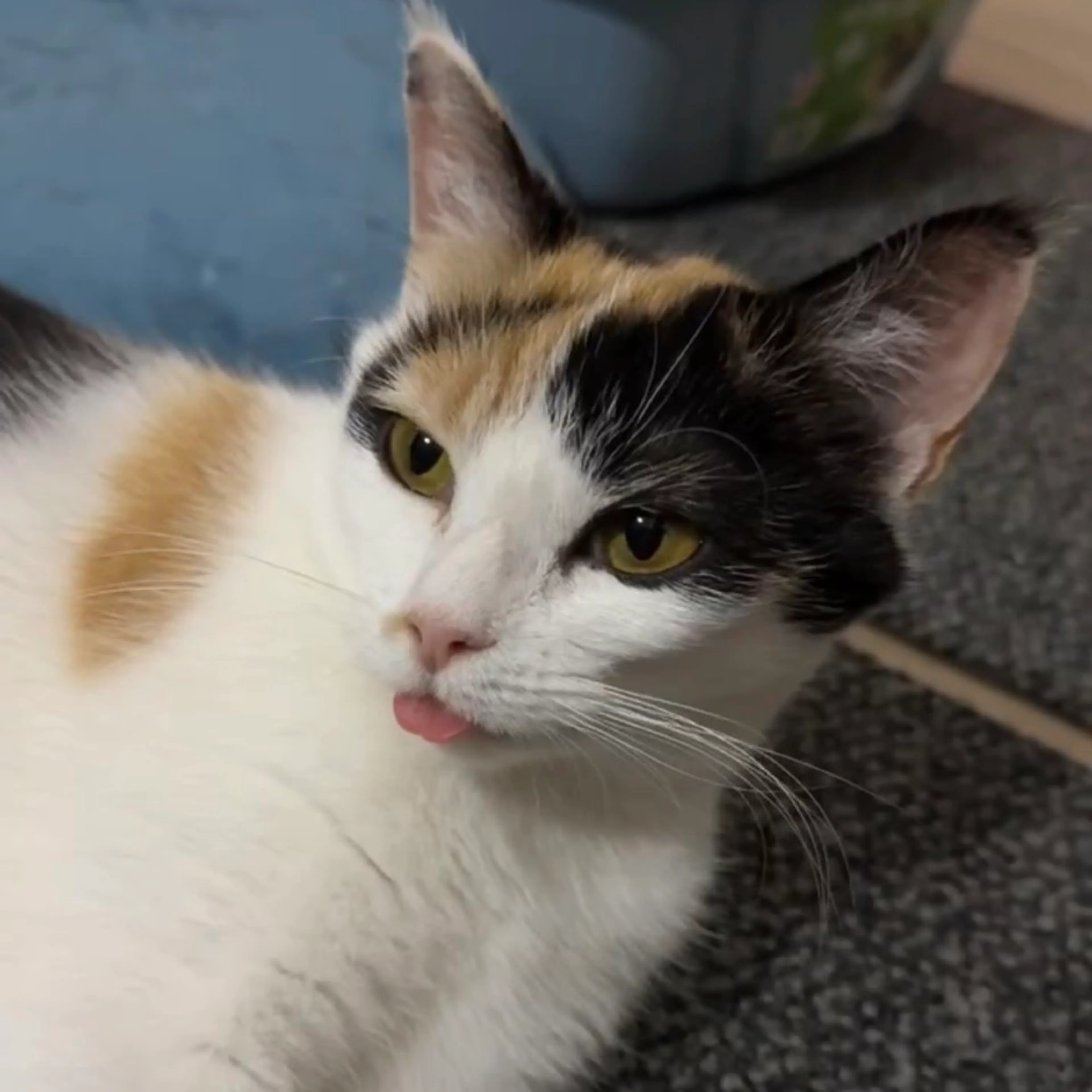 Found pet-2