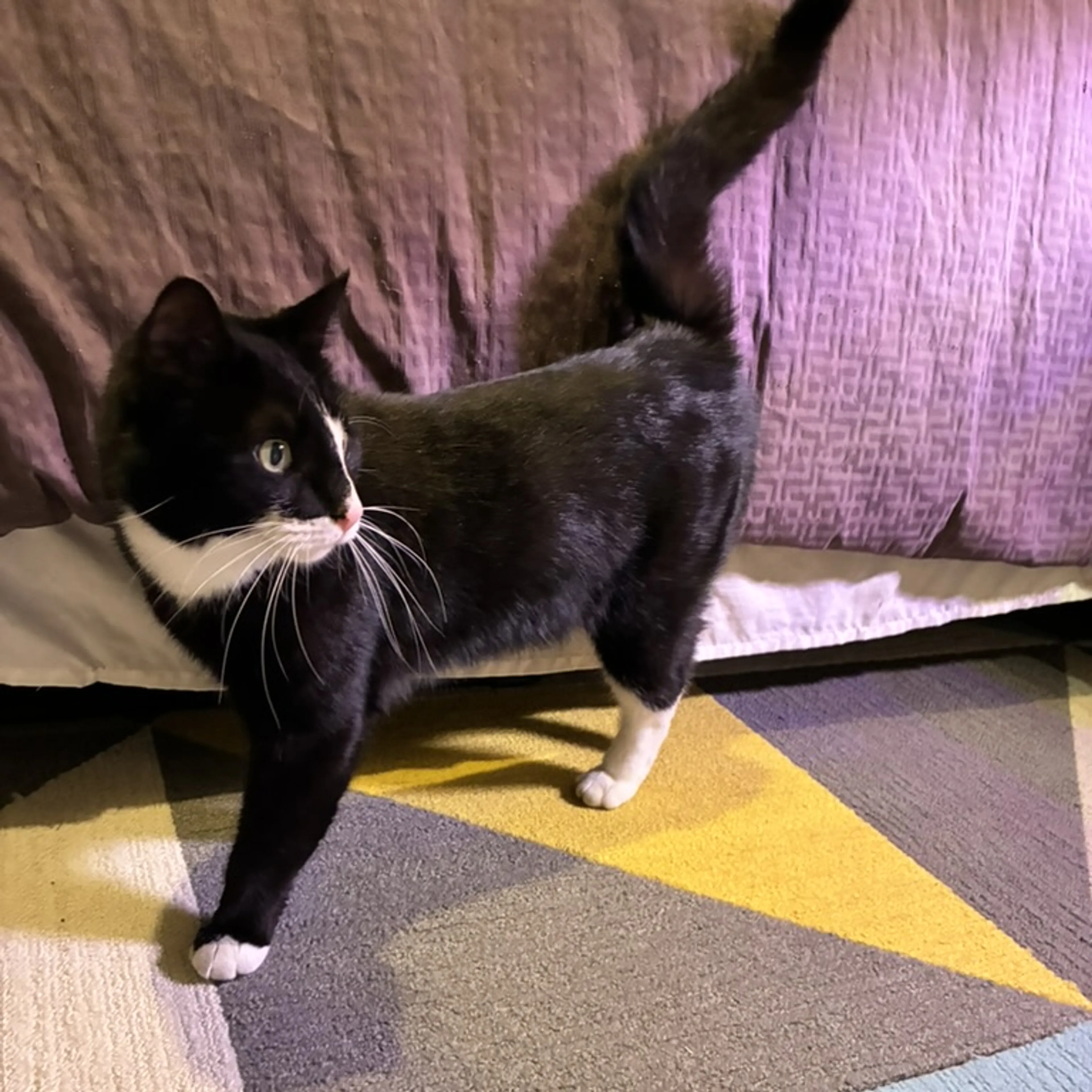 Found pet-2