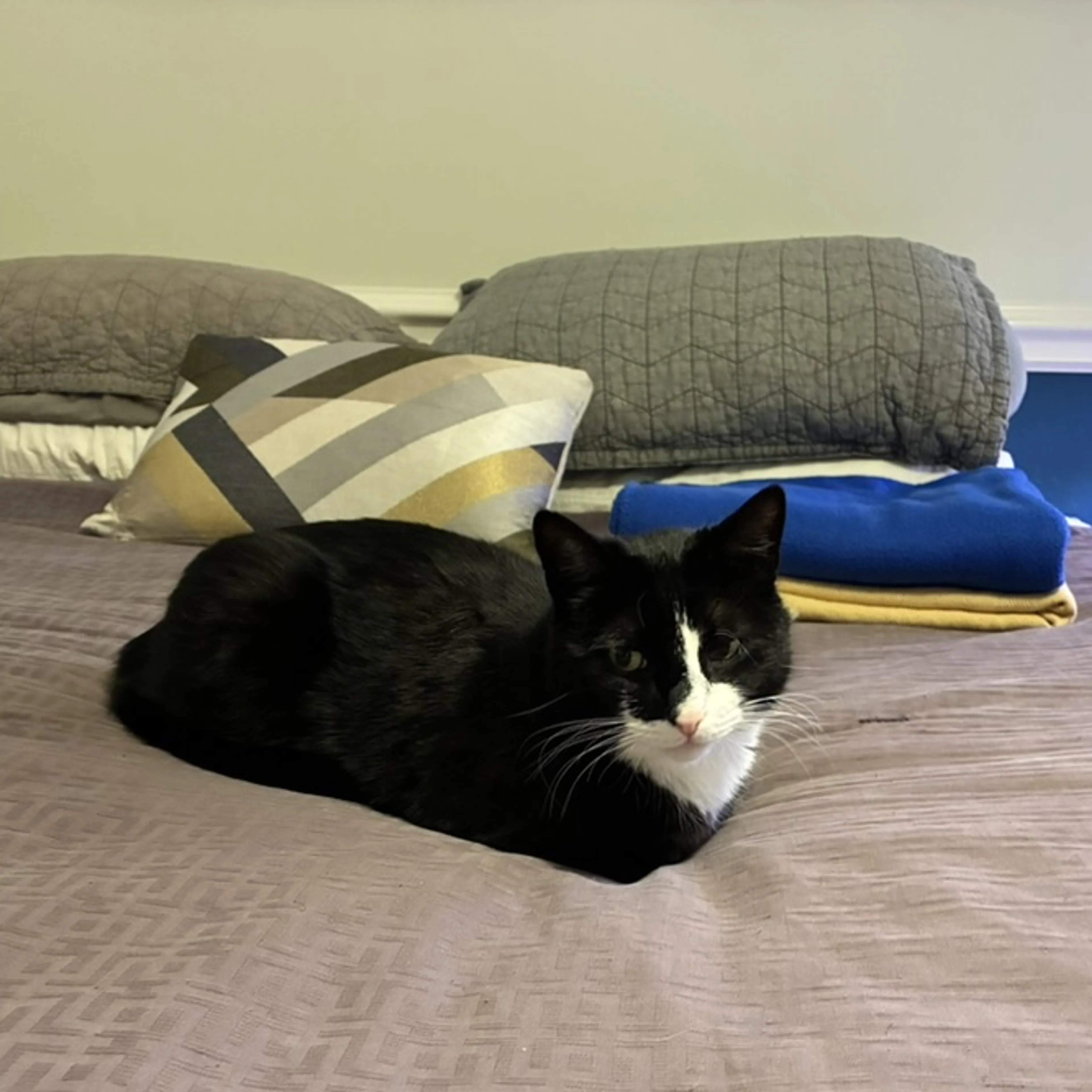 Found pet-3