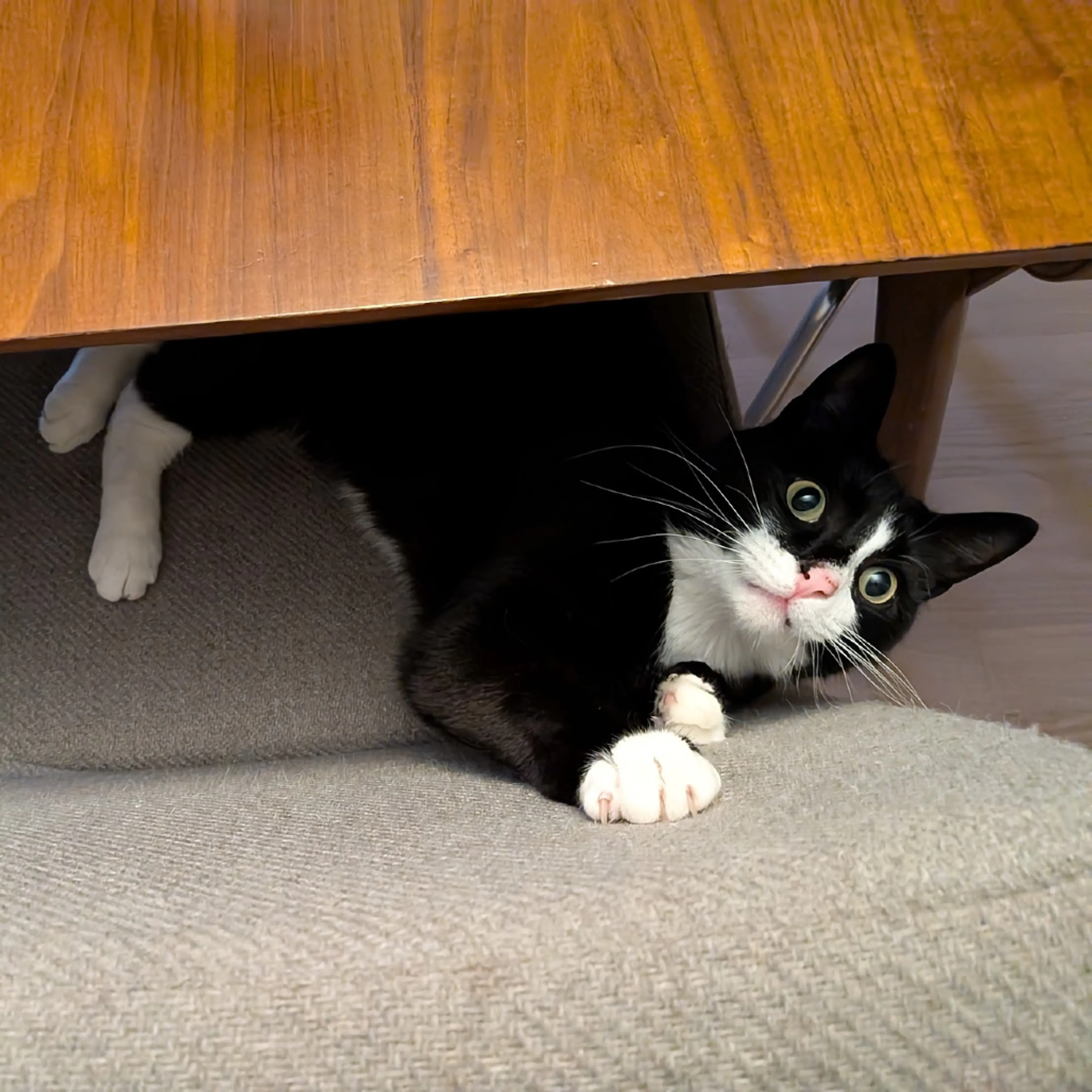 Found pet-5
