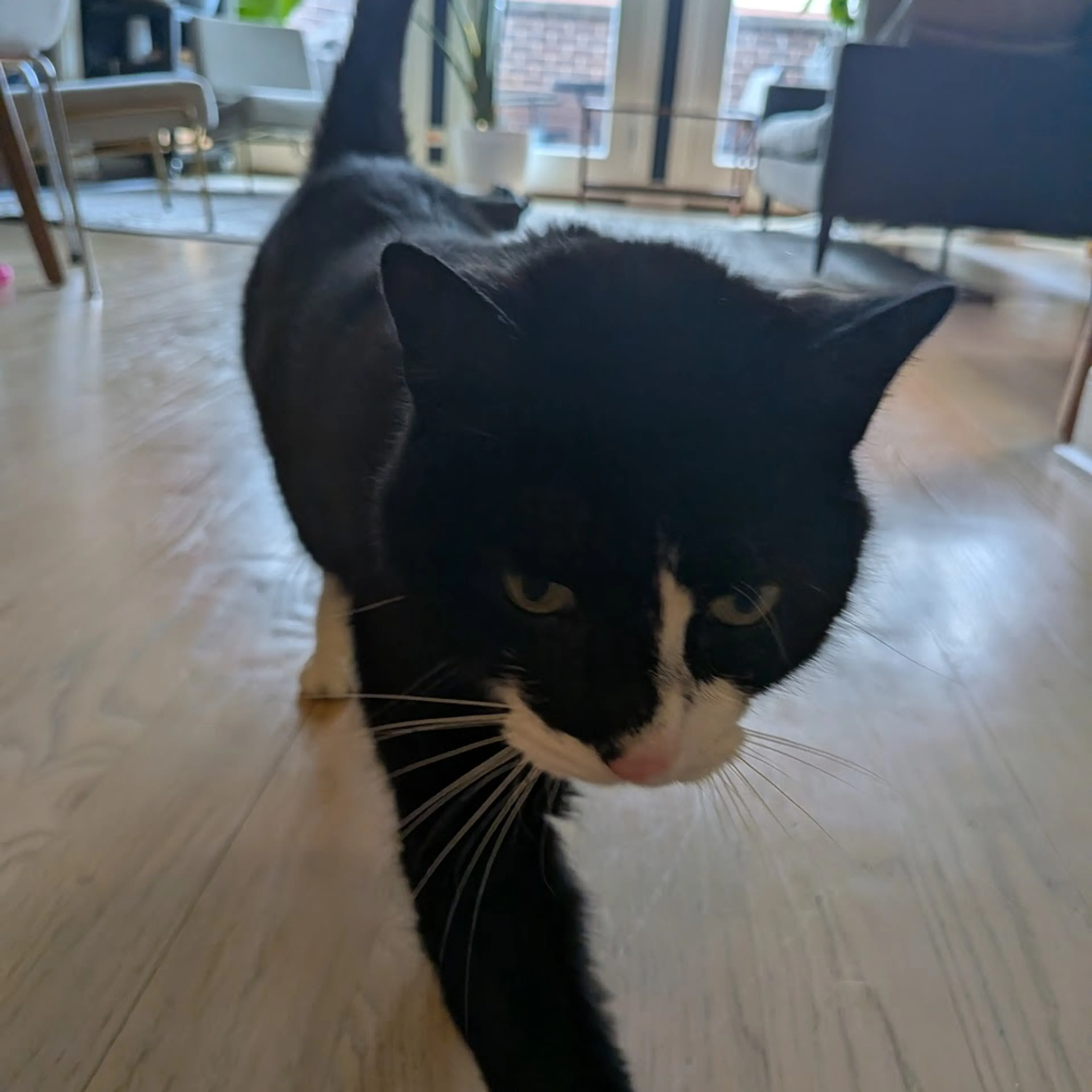 Found pet-4