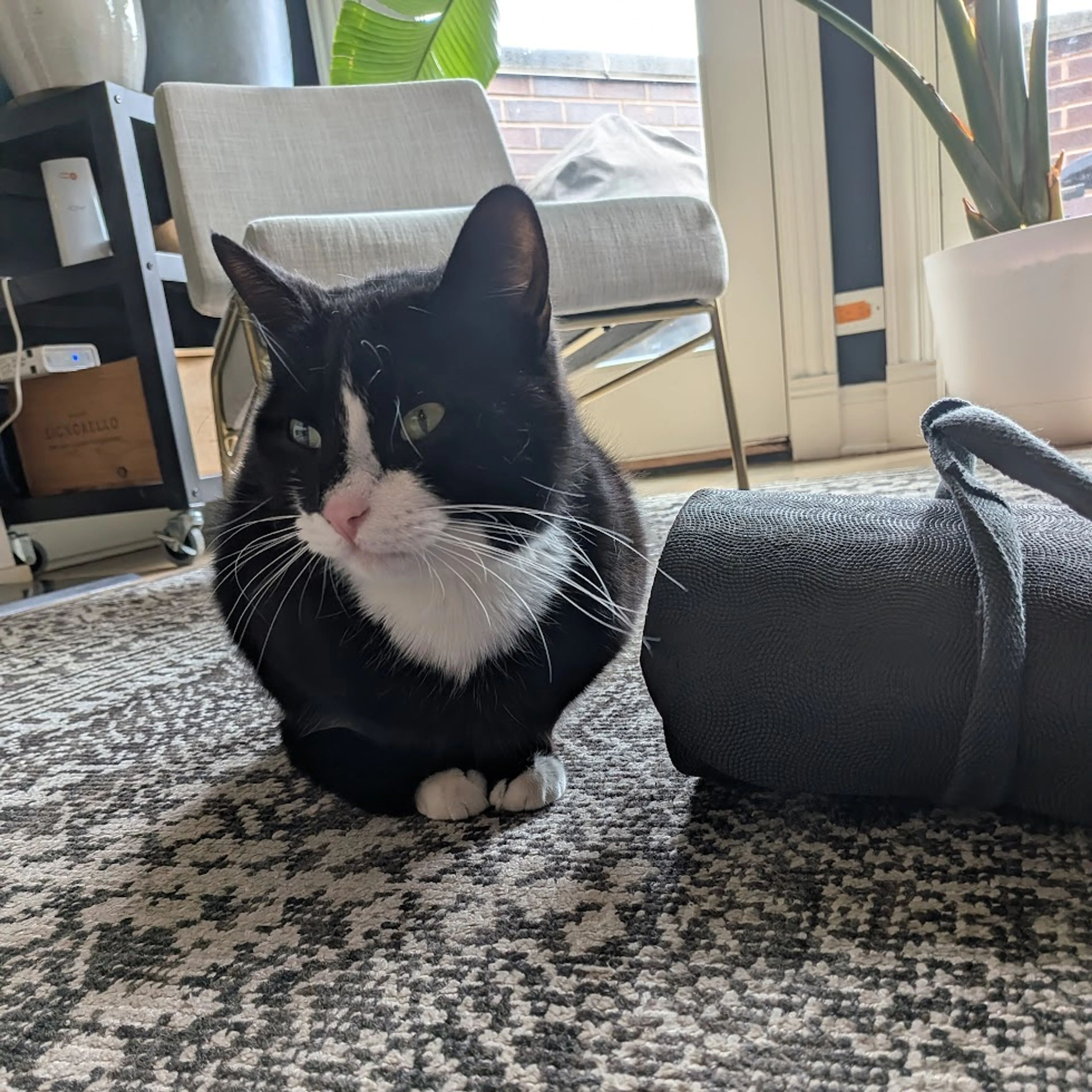 Found pet-0