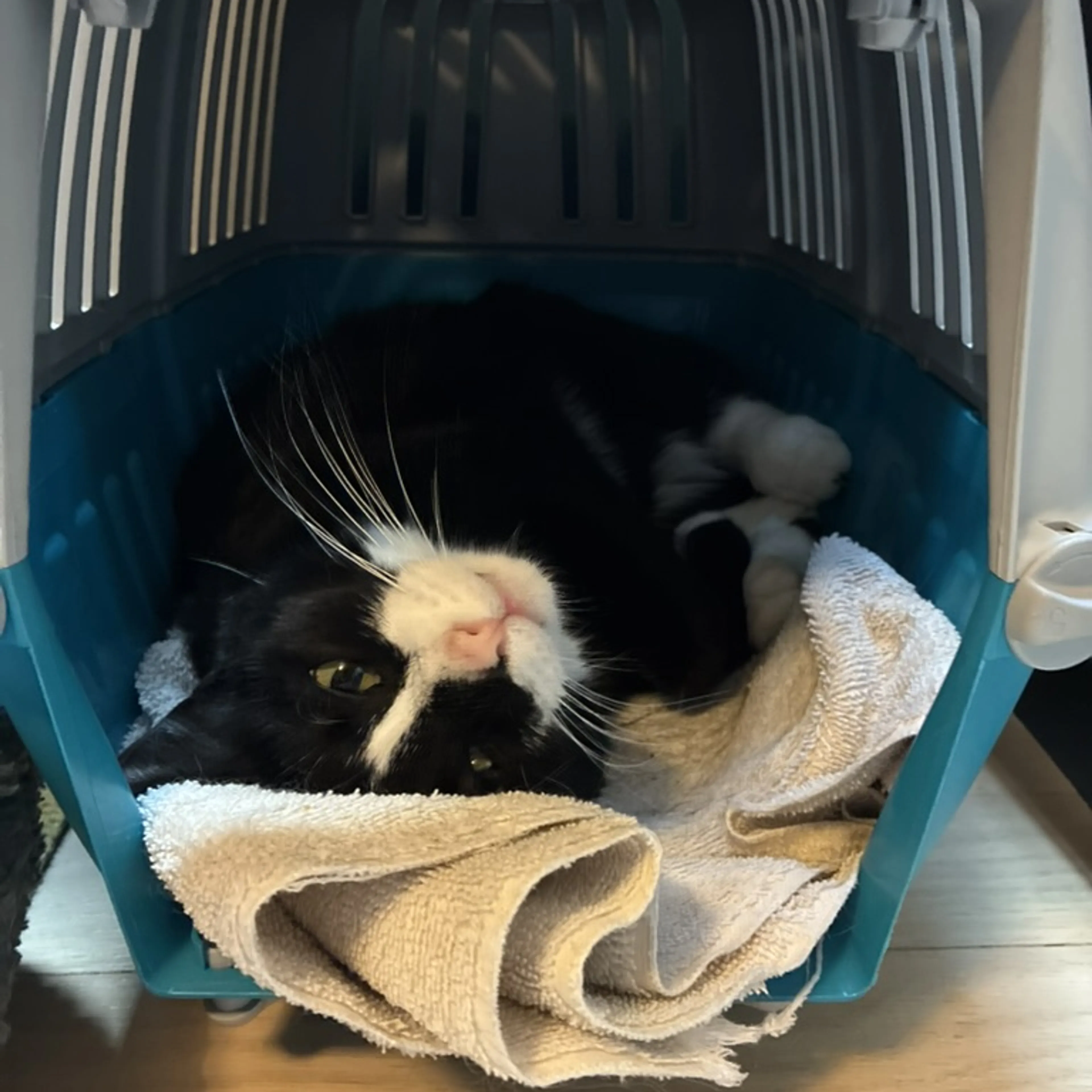 Found pet-1