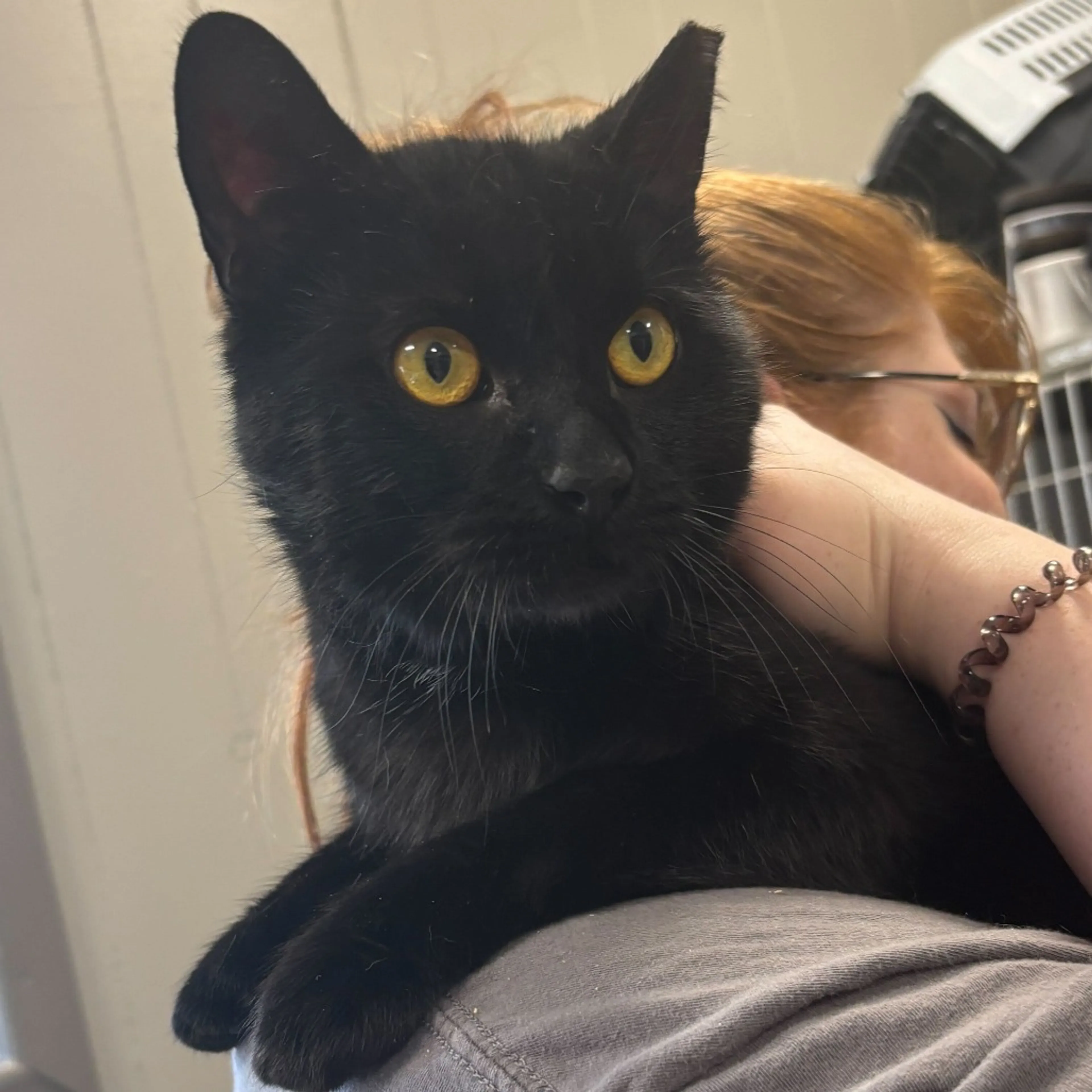 Found pet