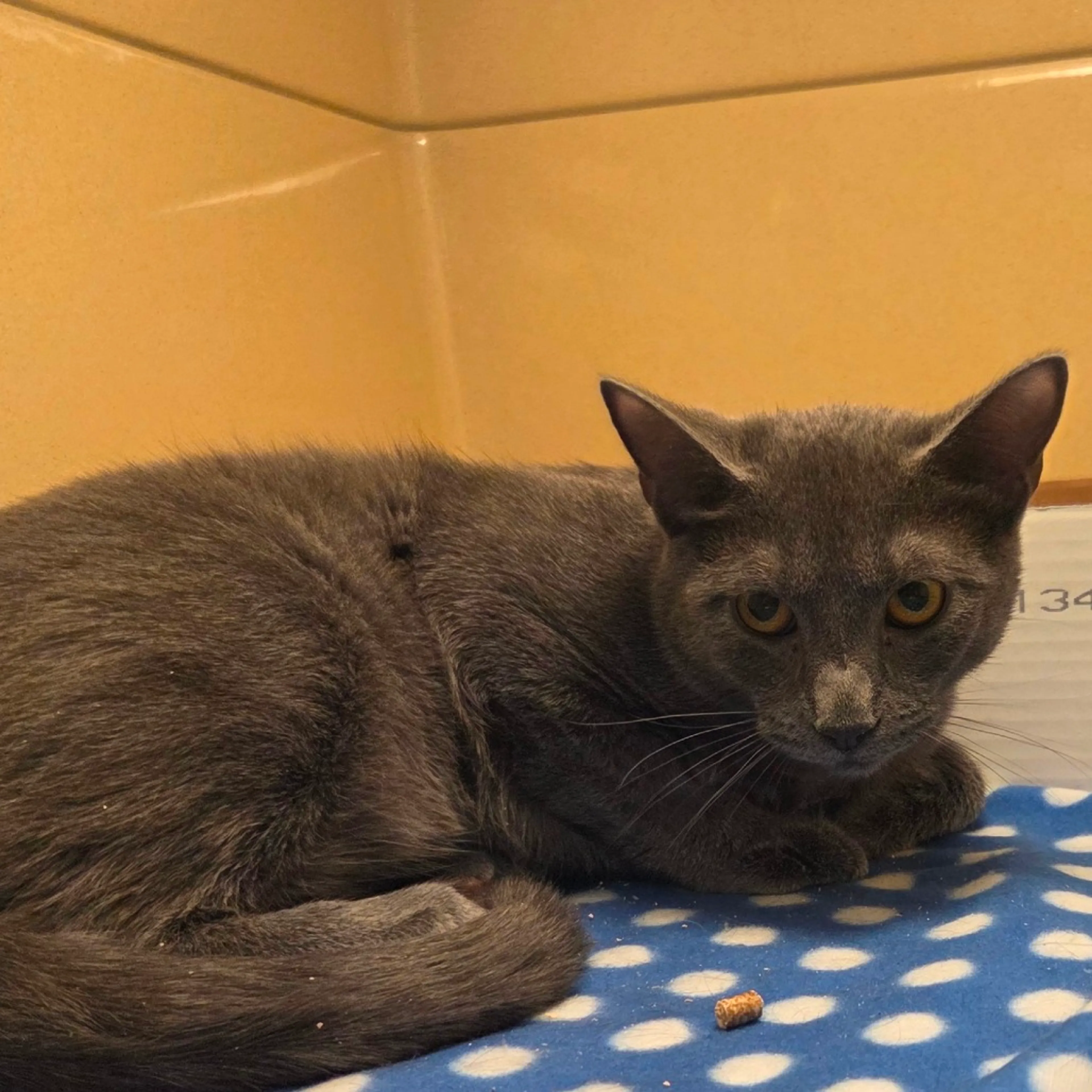 Found pet