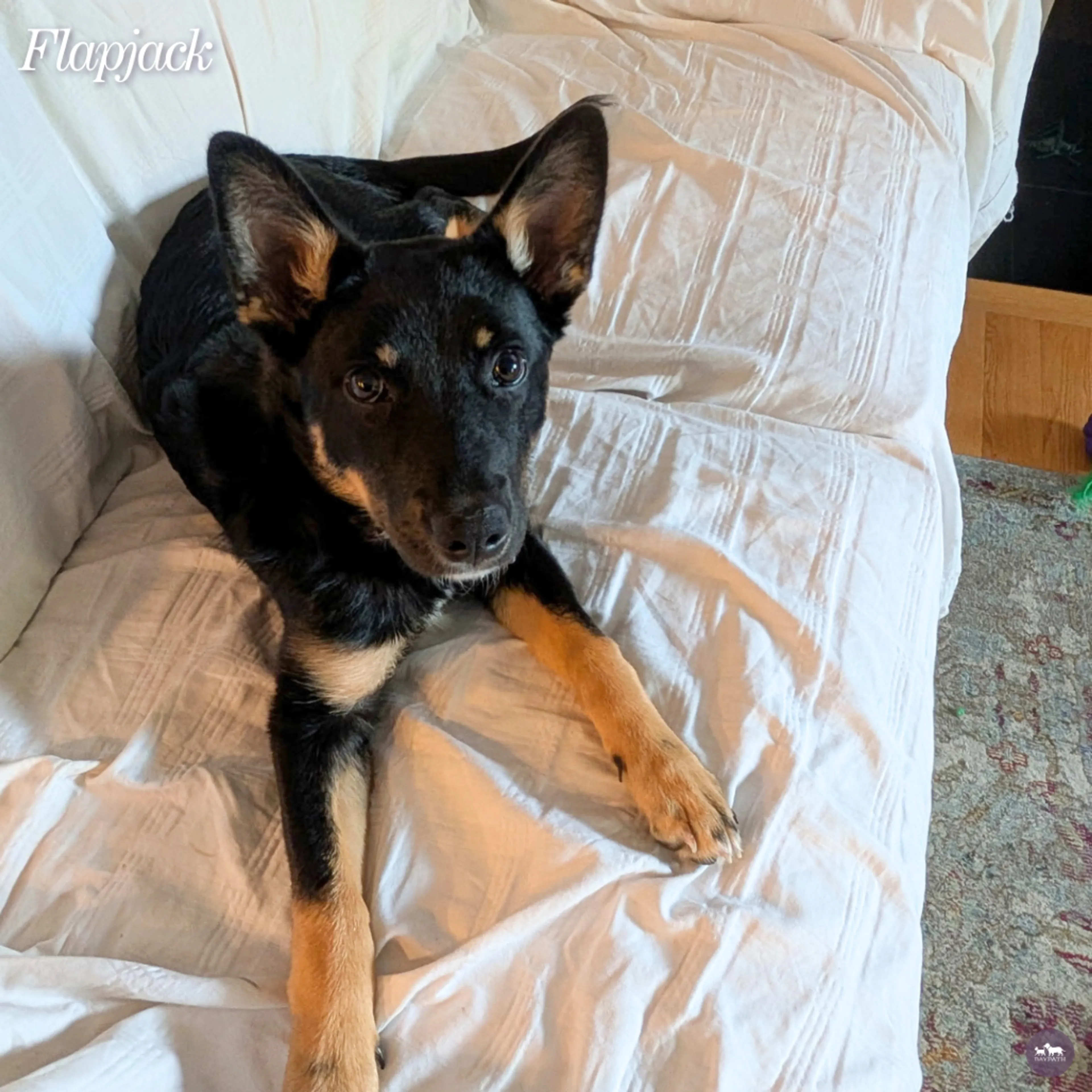 Found pet-4