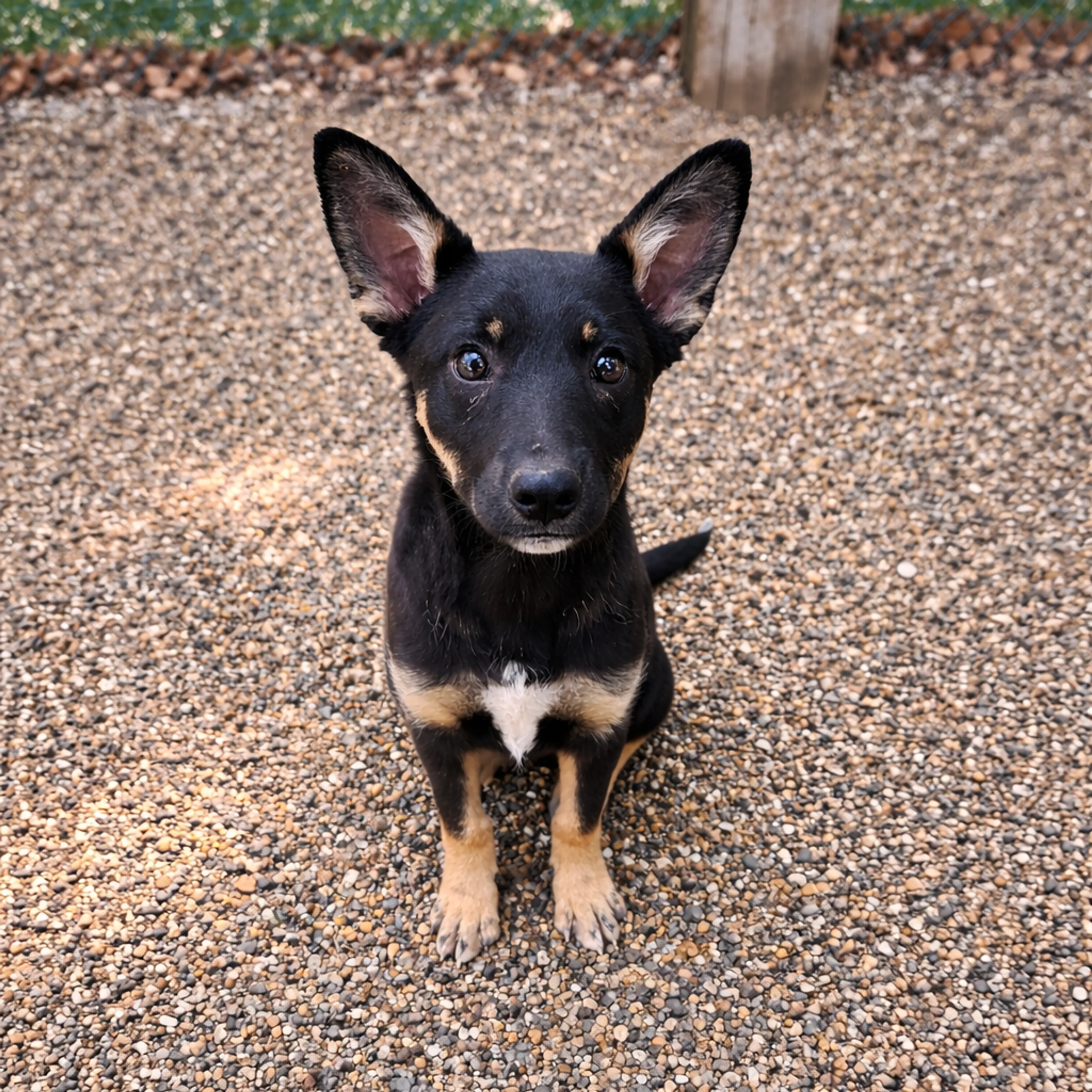 Found pet-1