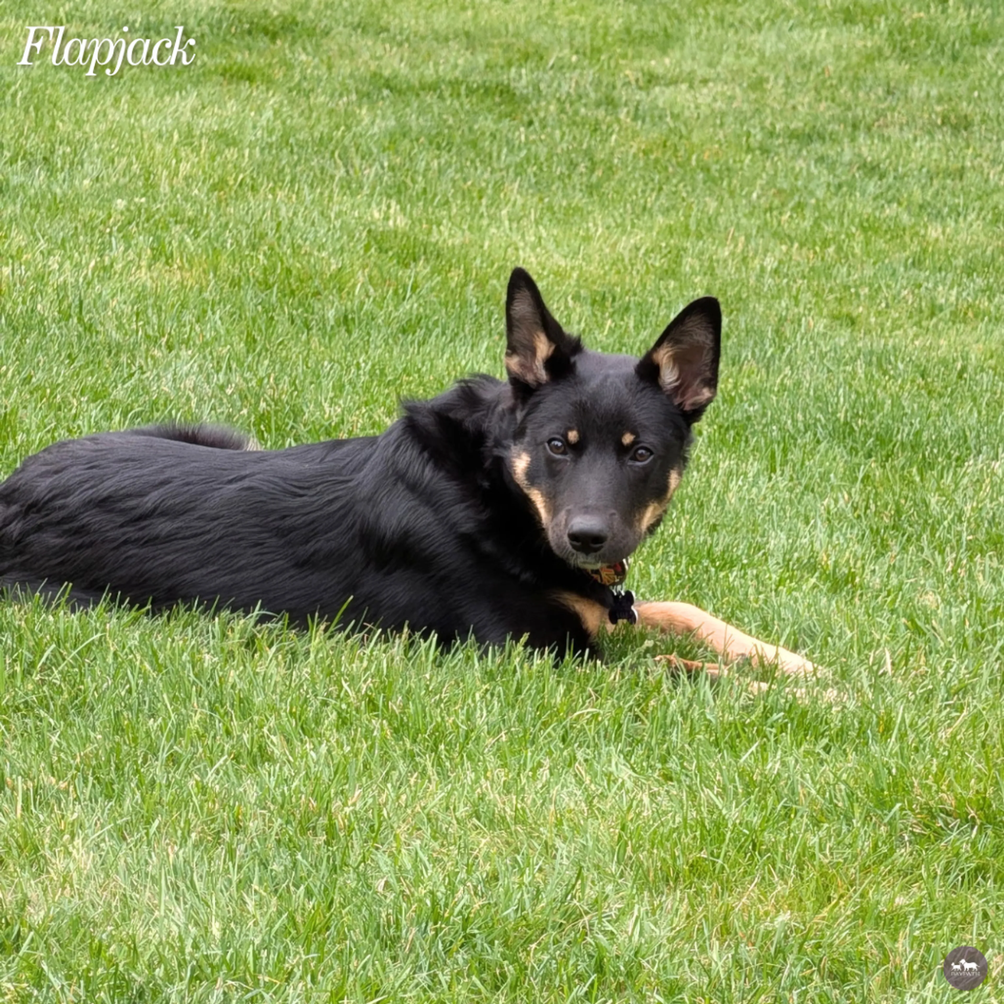 Found pet-6