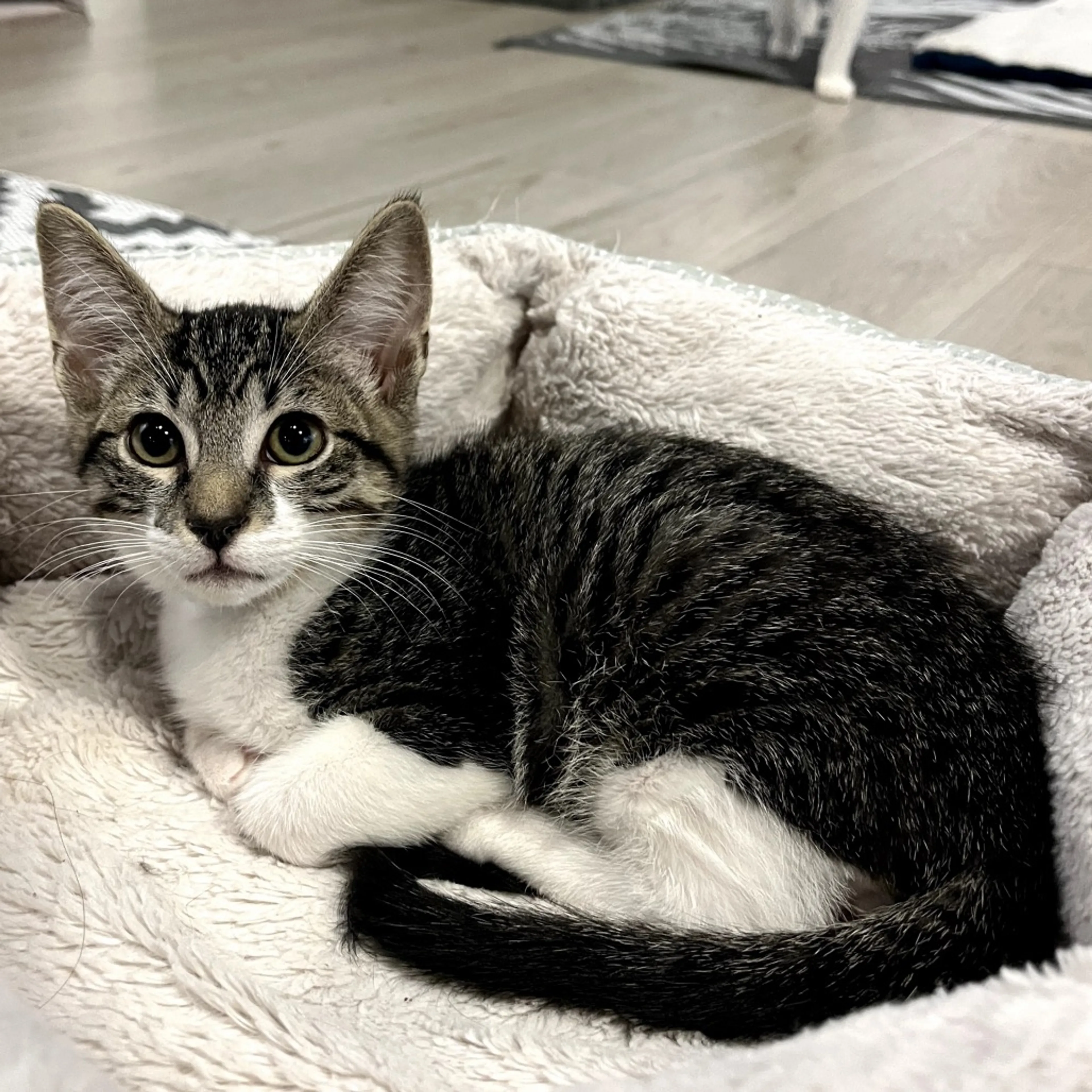 Found pet