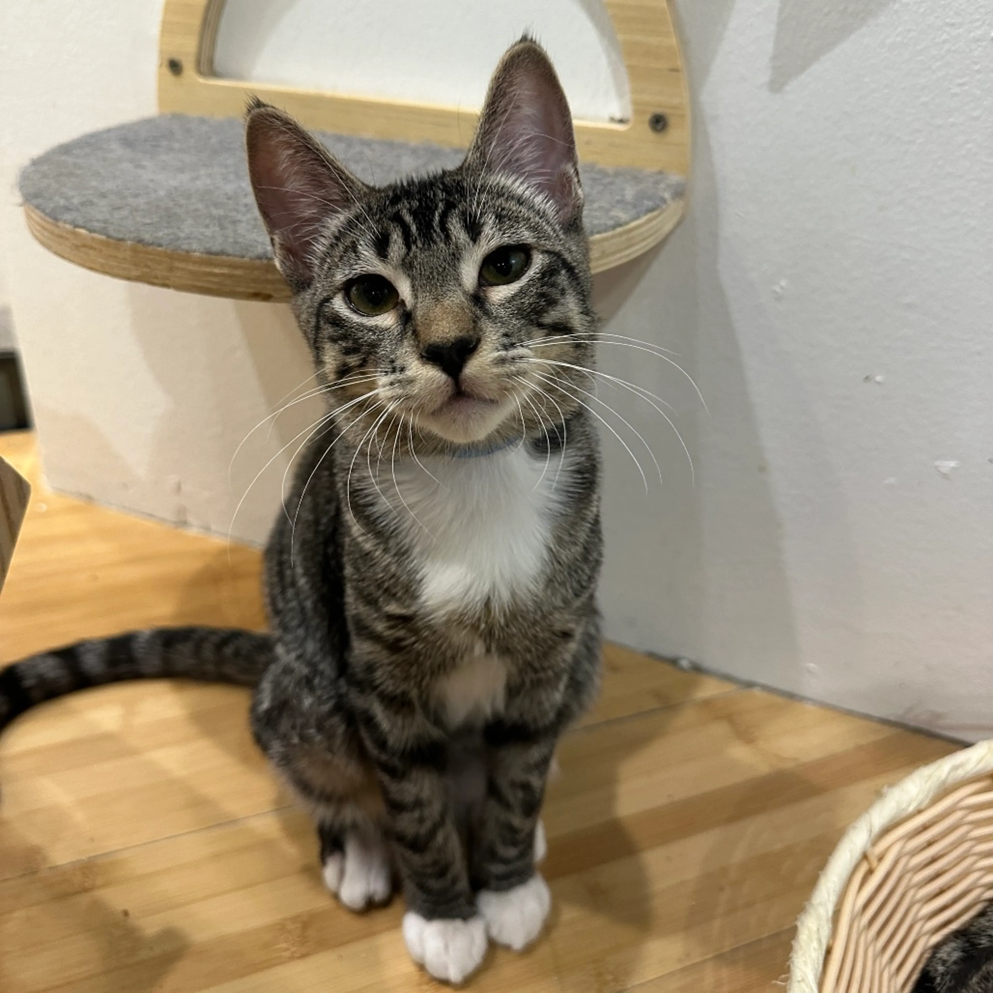cdn image
