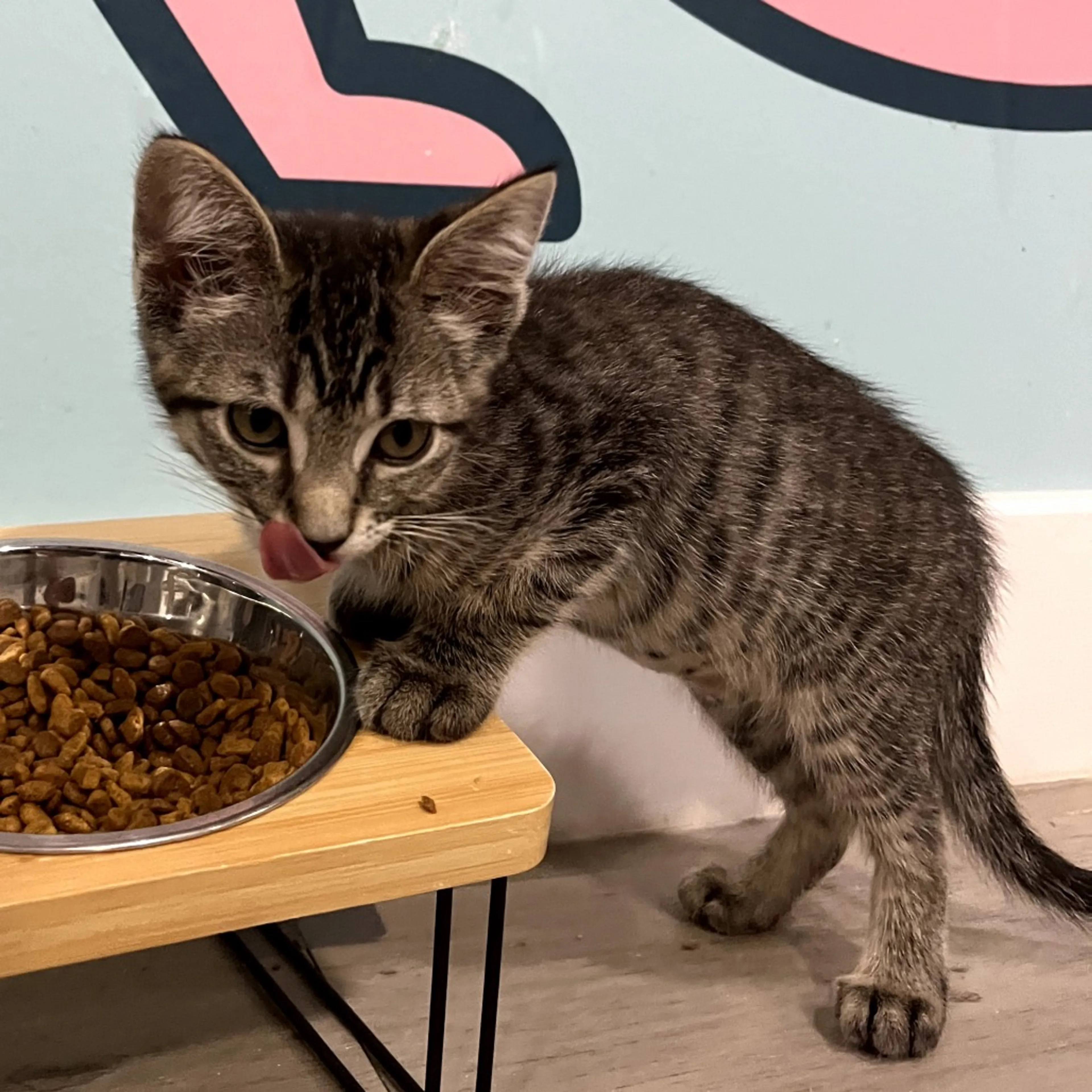 Found pet