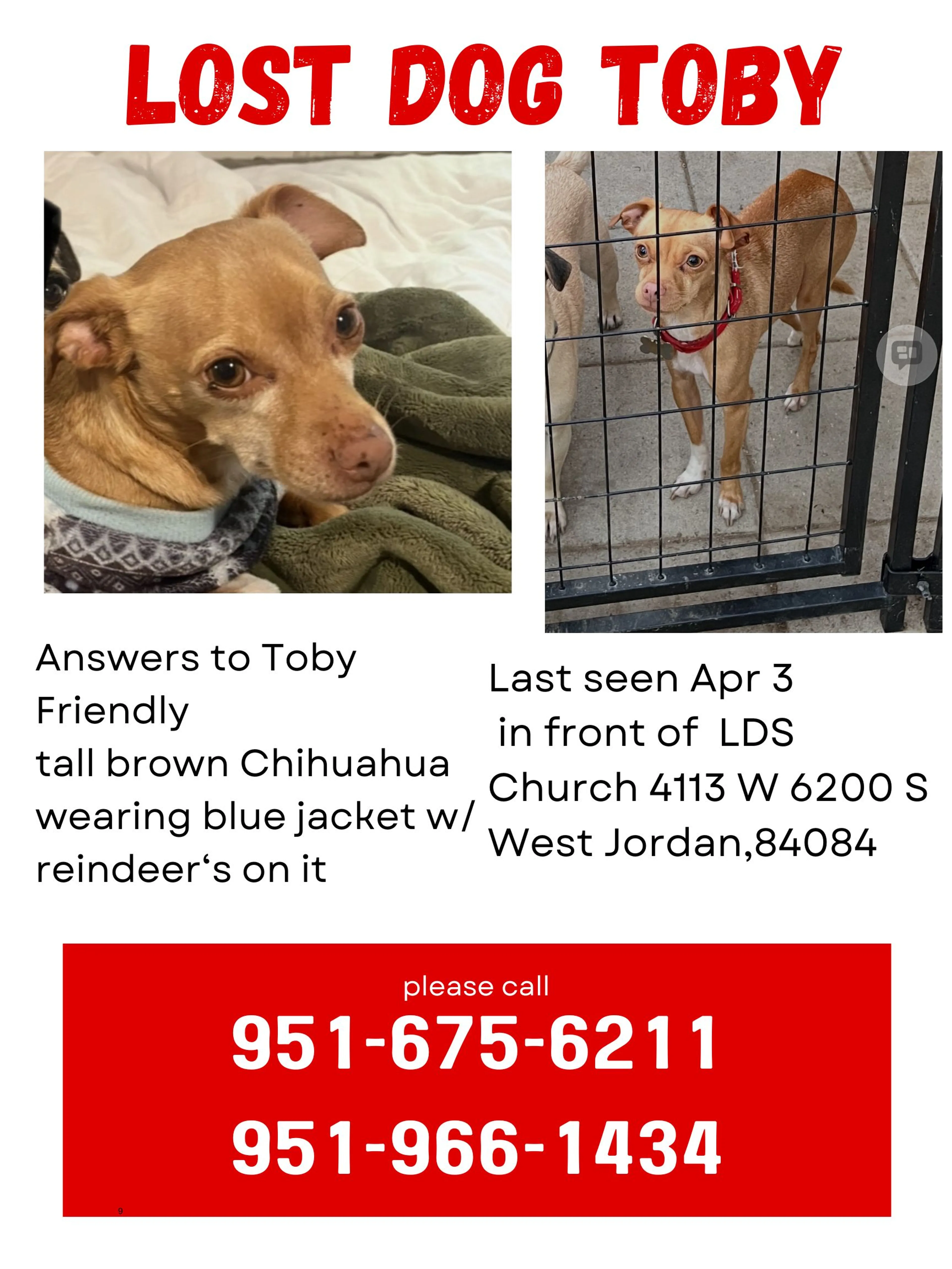 Lost pet