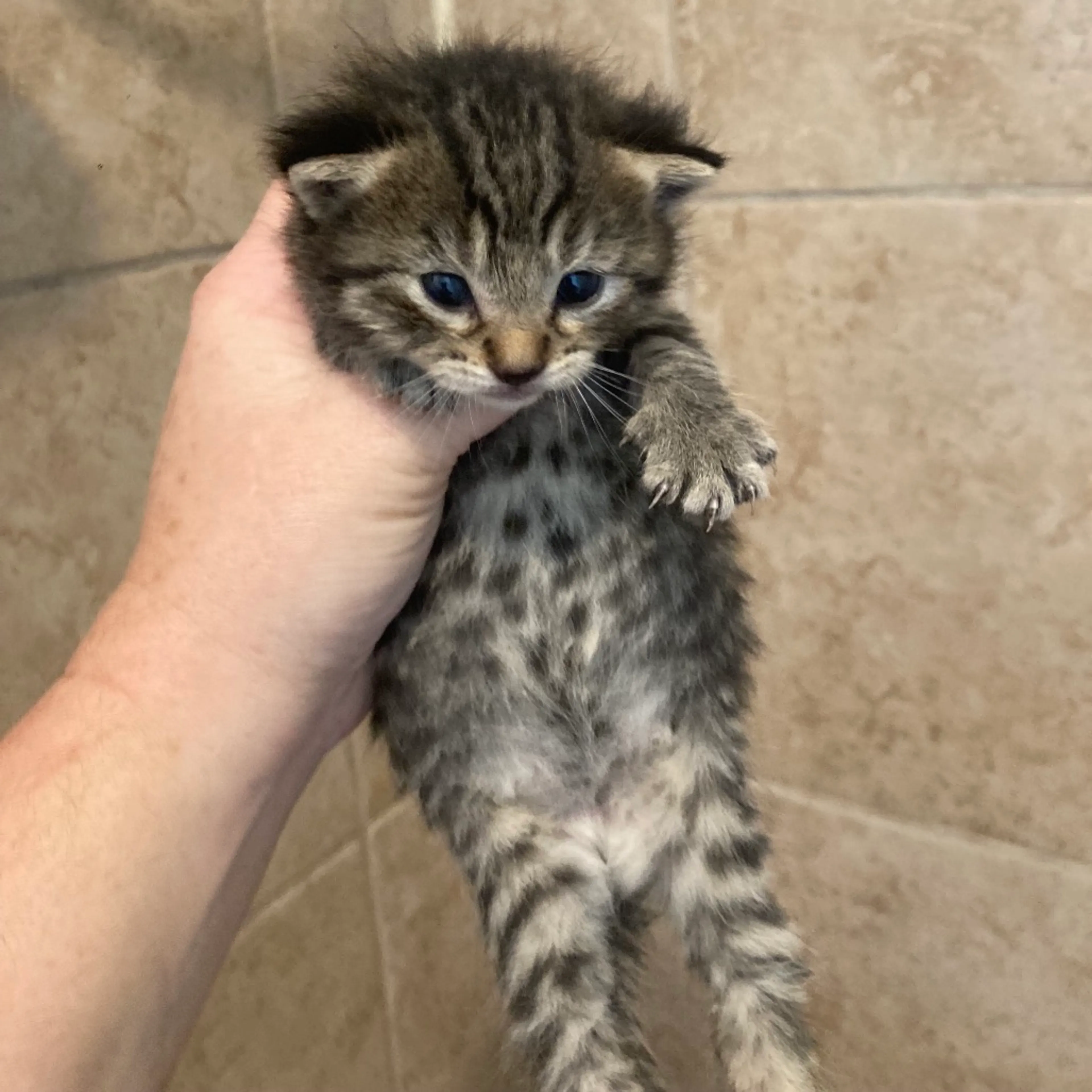 Found pet-1