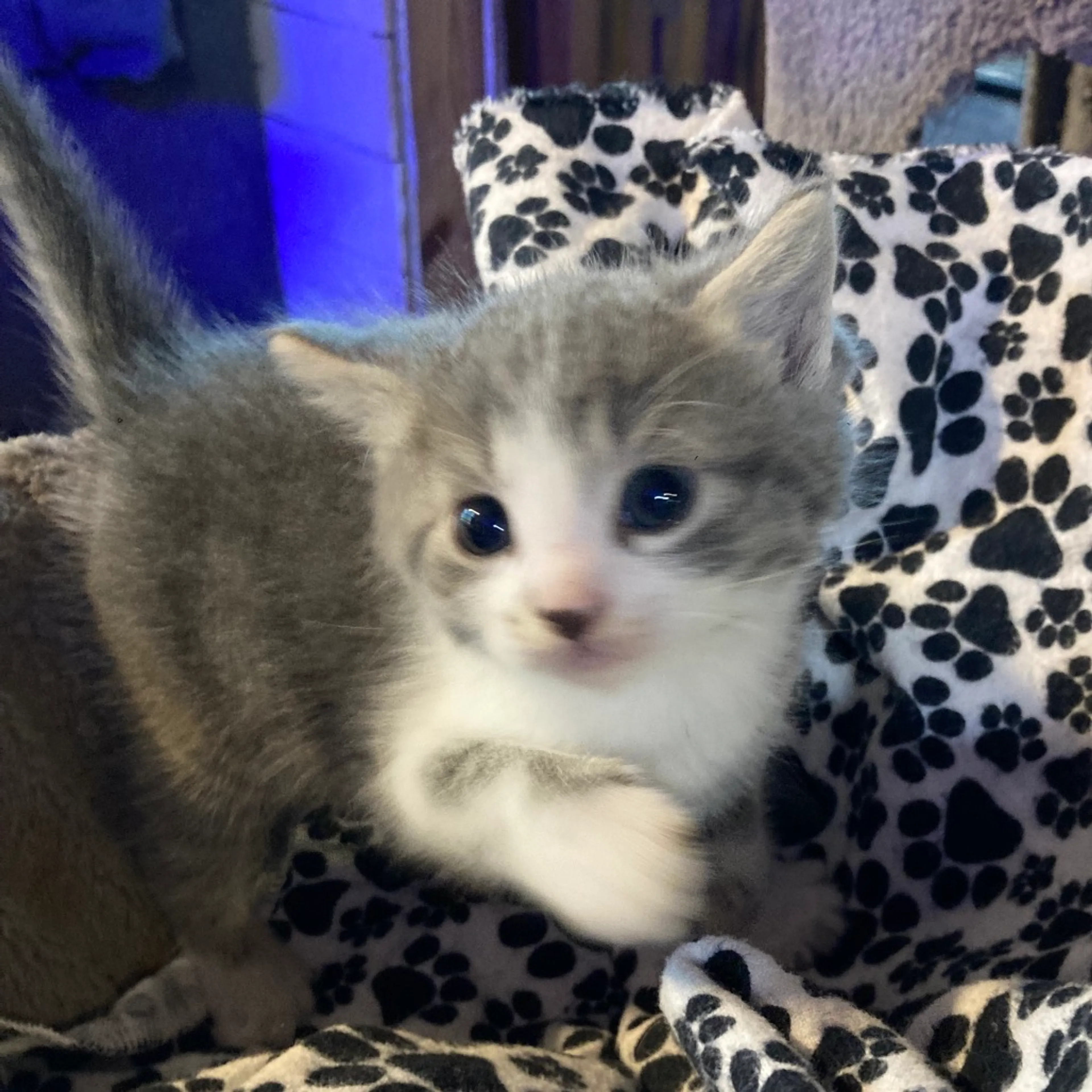 Found pet-2